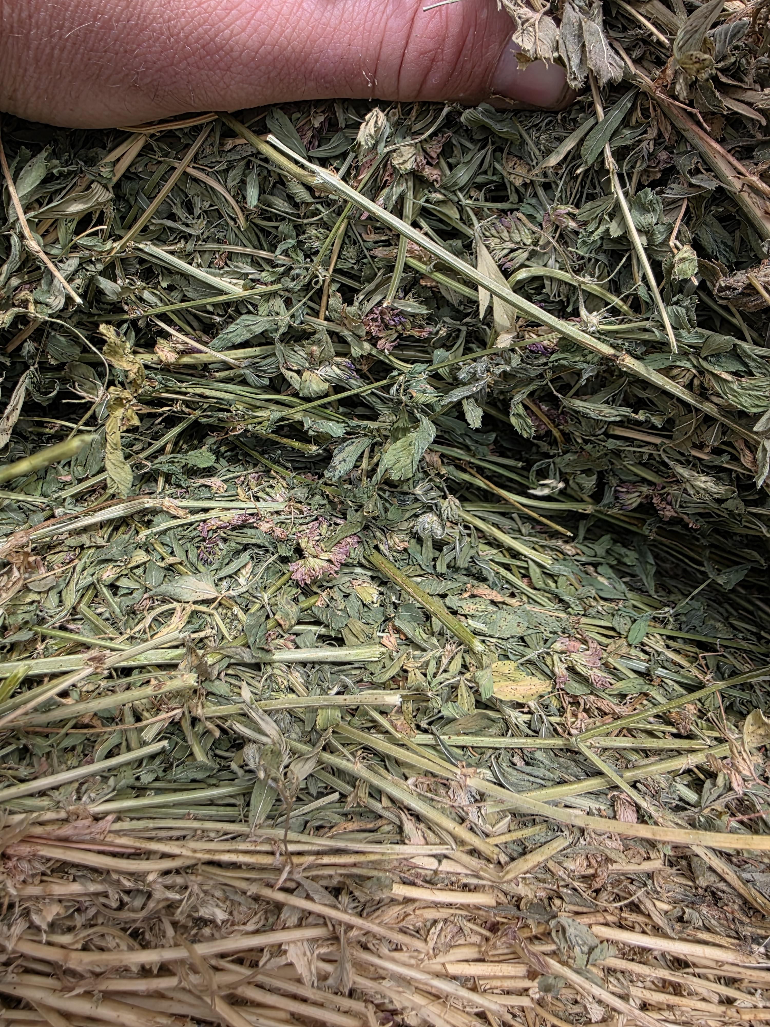 107 Alfalfa Rounds Great Bales – Image 2