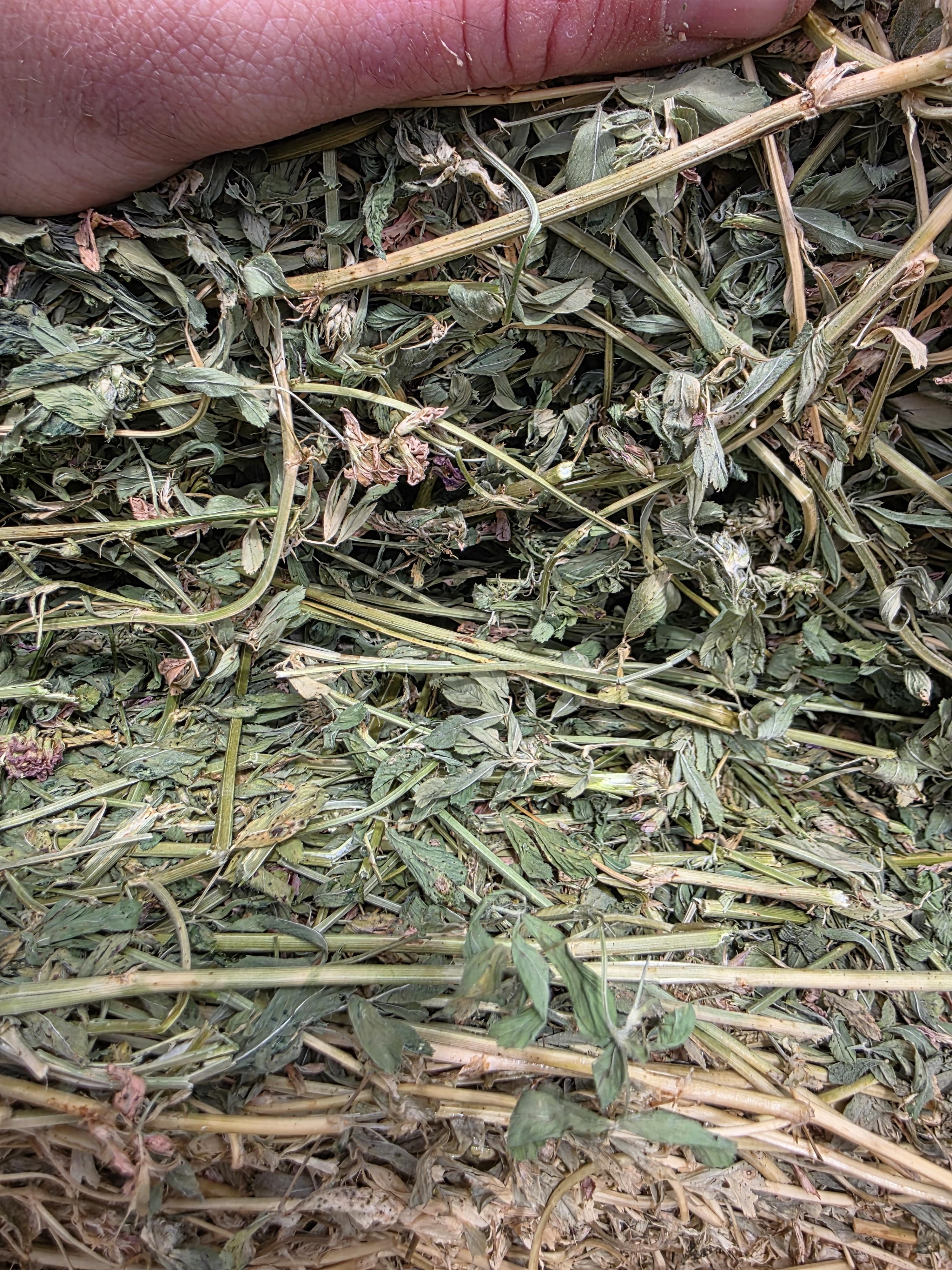 107 Alfalfa Rounds Great Bales – Image 3