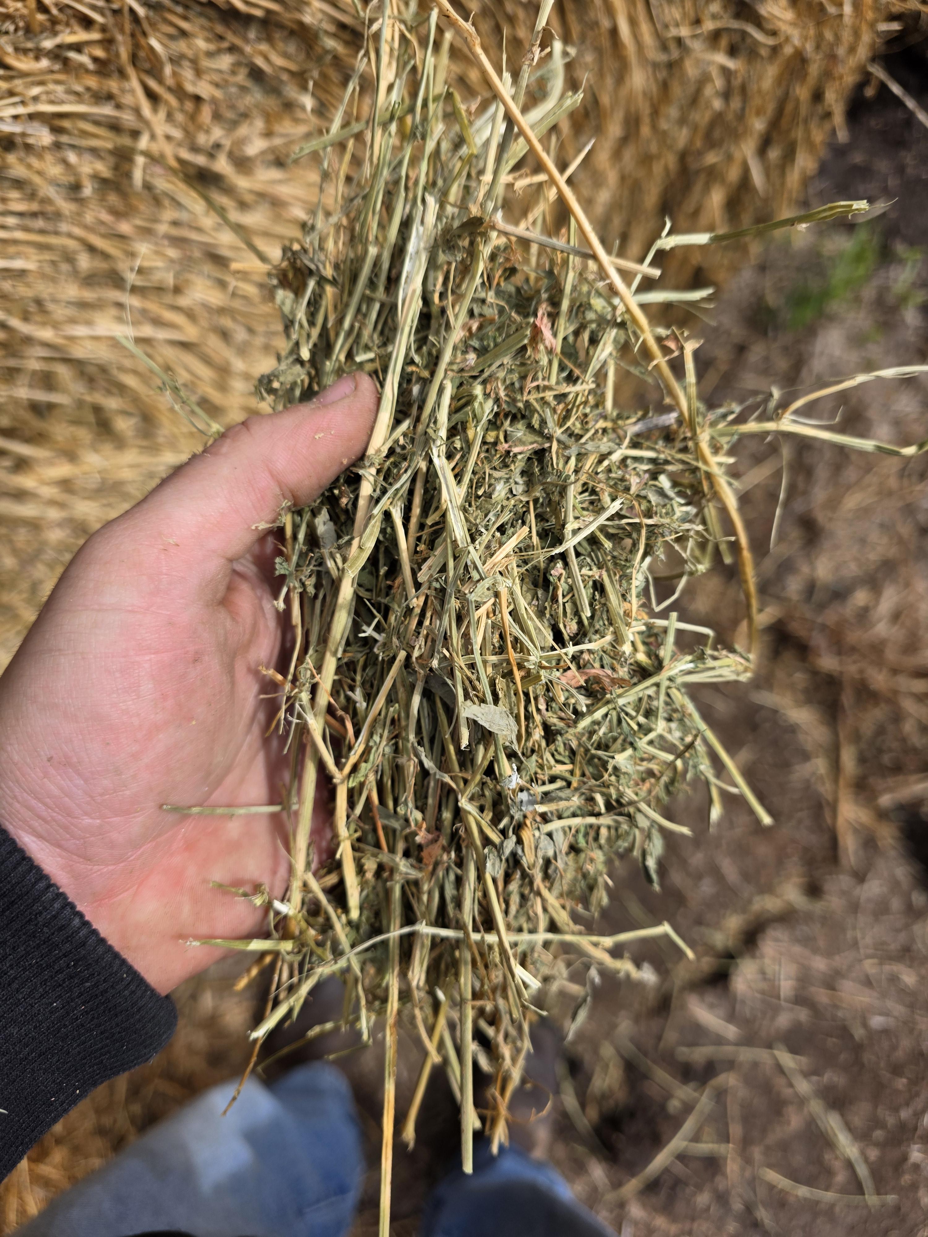107 Alfalfa Rounds Great Bales – Image 5