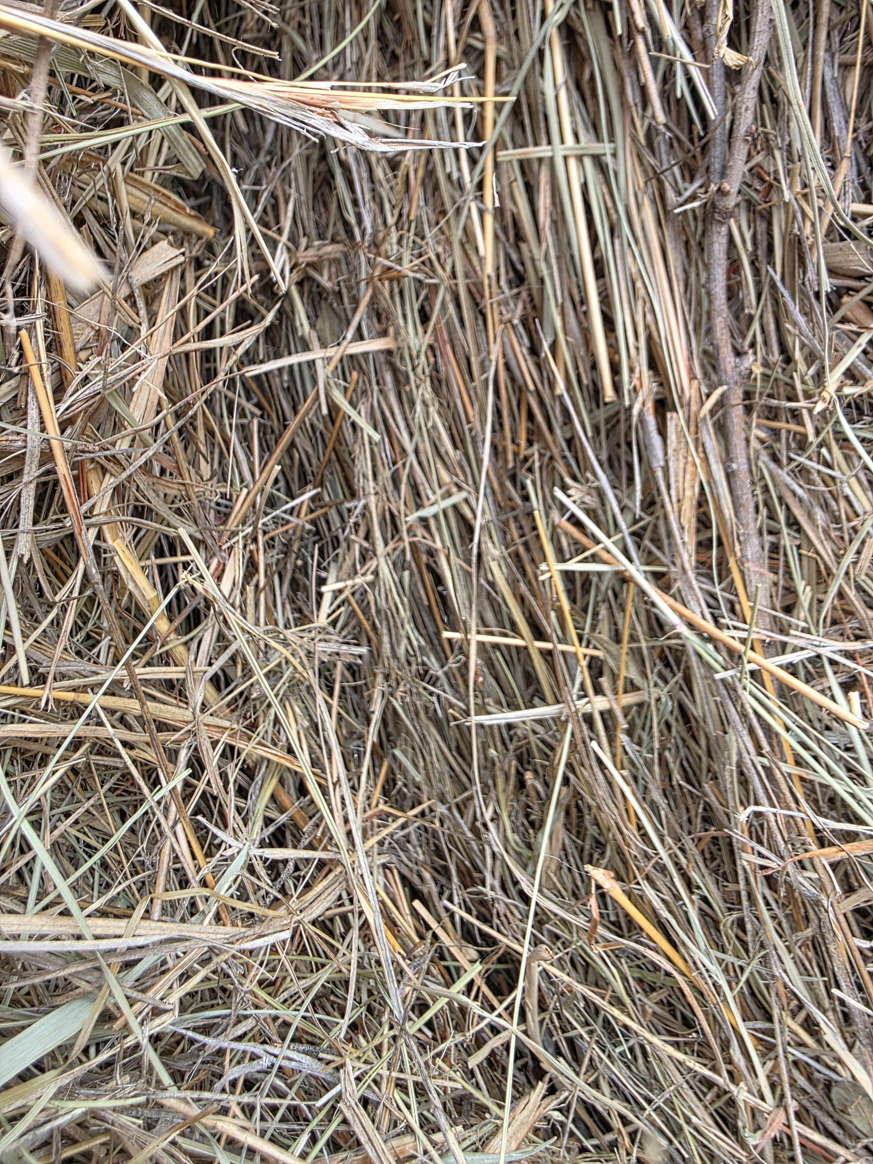 105 Grass Rounds Blue Stem – Image 5