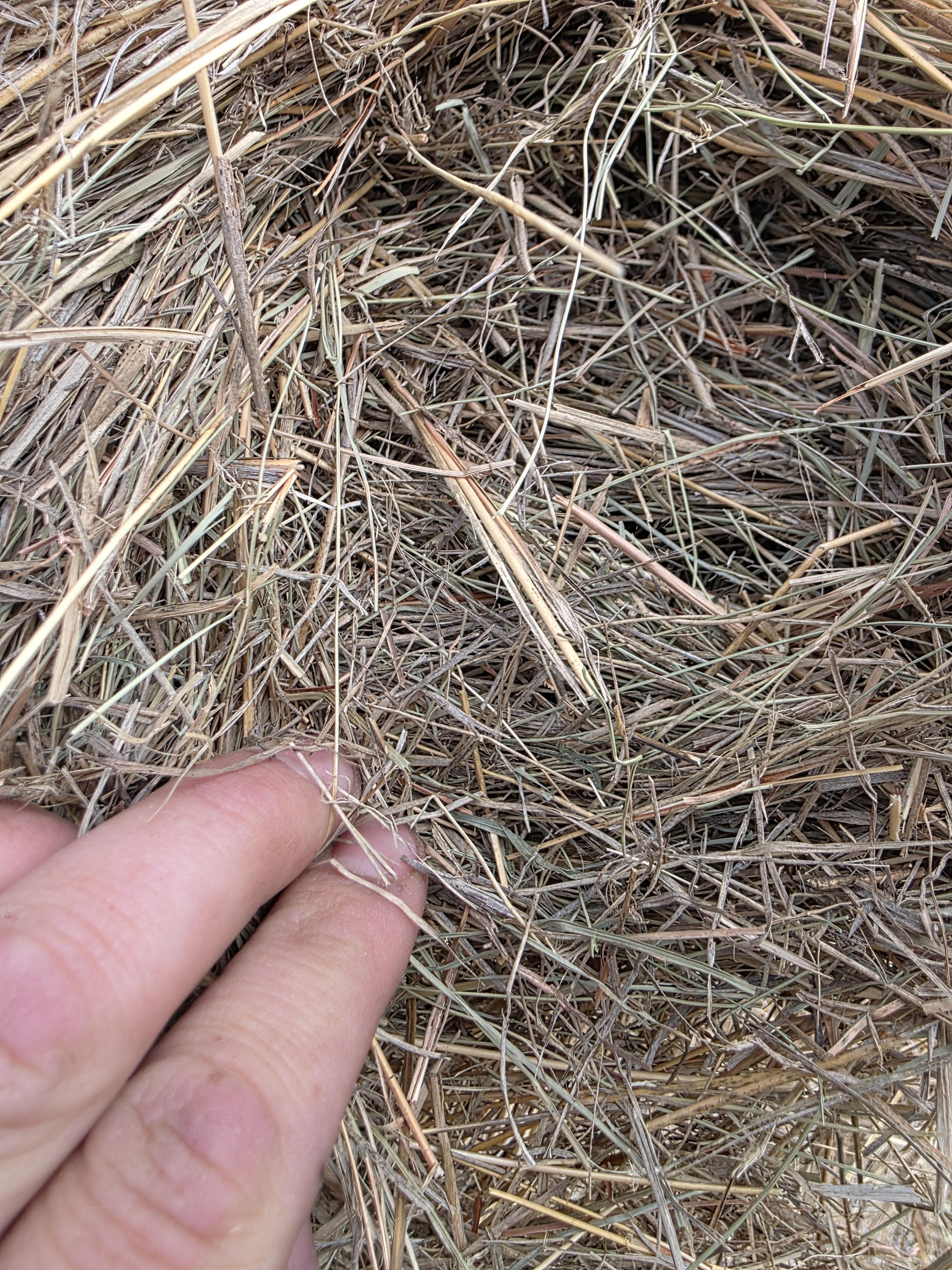 105 Grass Rounds Blue Stem – Image 4