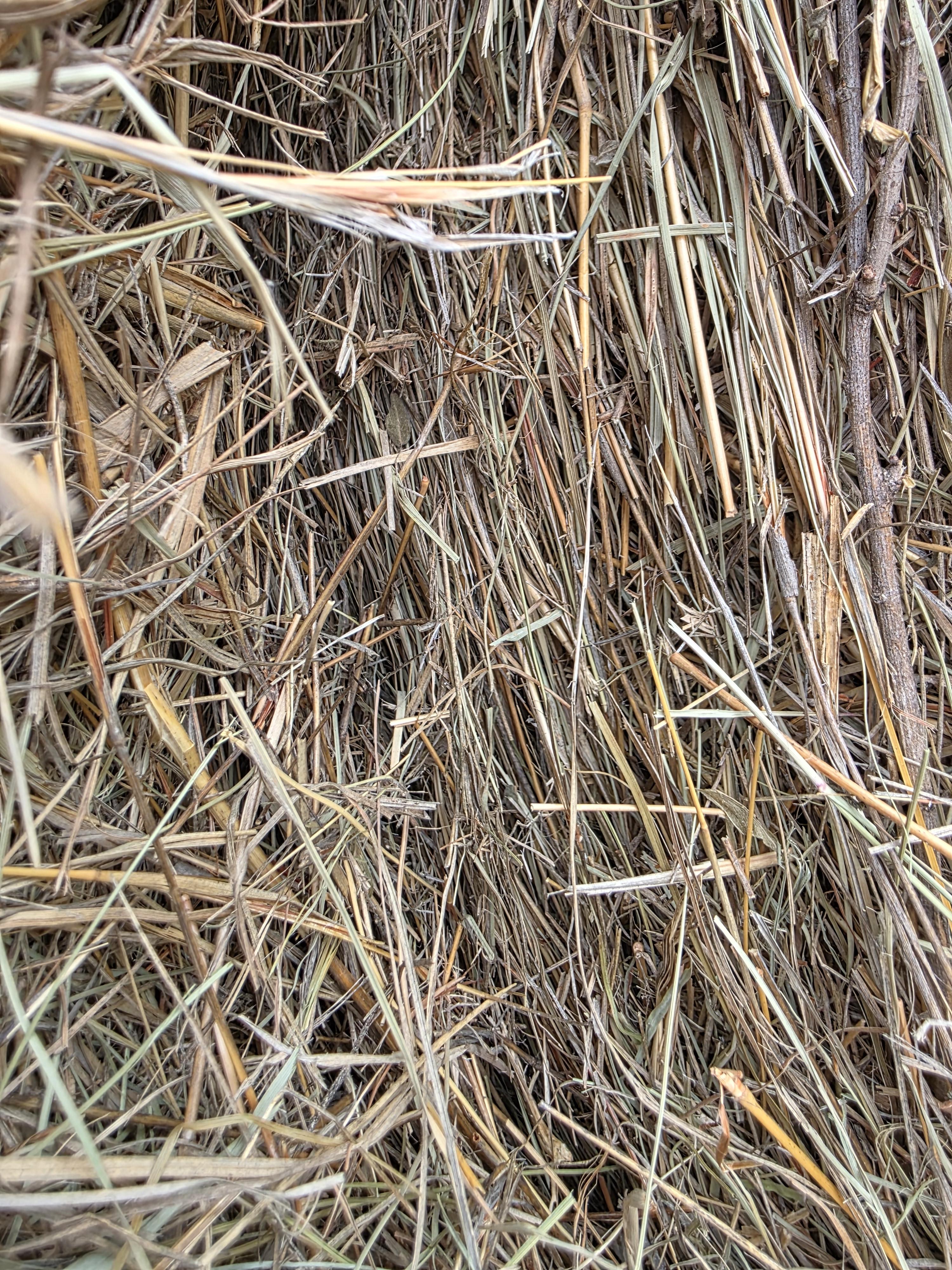 105 Grass Rounds Blue Stem – Image 3
