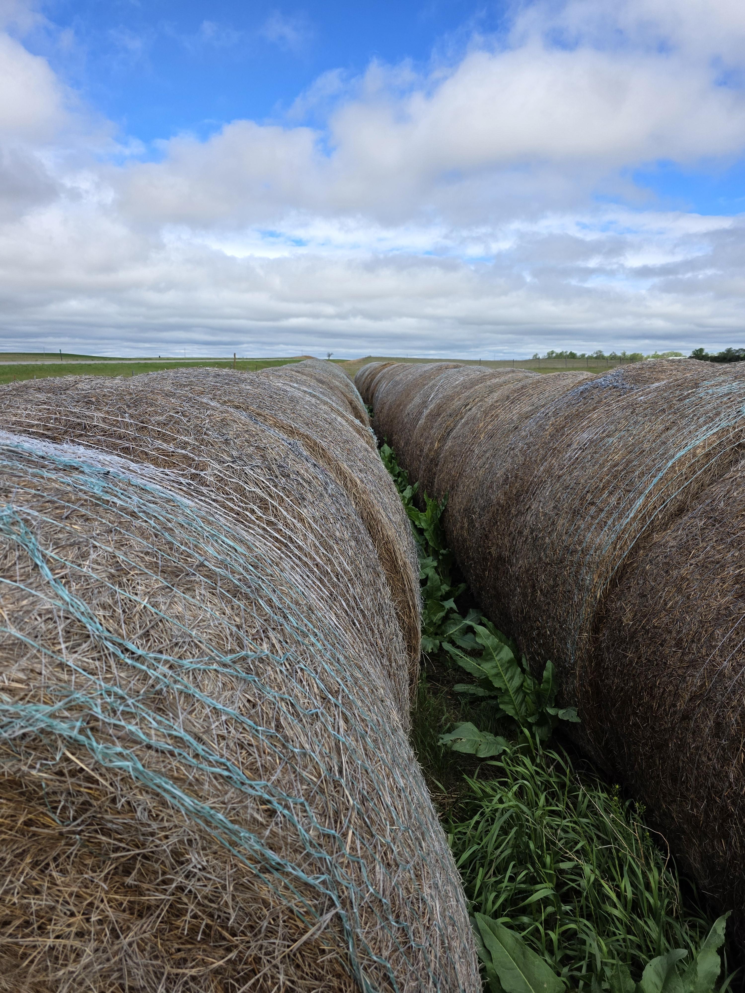 105 Grass Rounds Blue Stem – Image 2