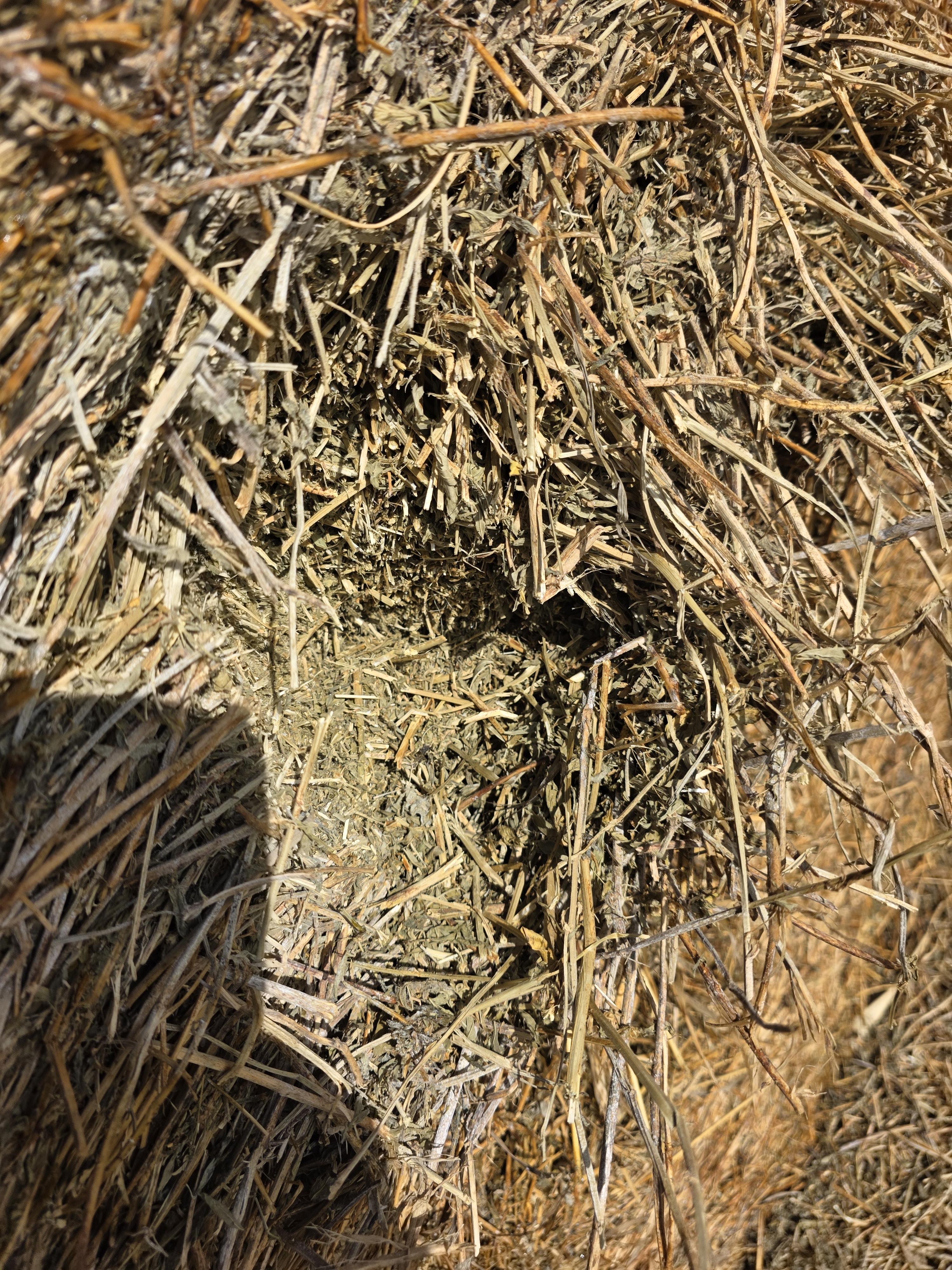 104 Alfalfa Rounds – Image 3