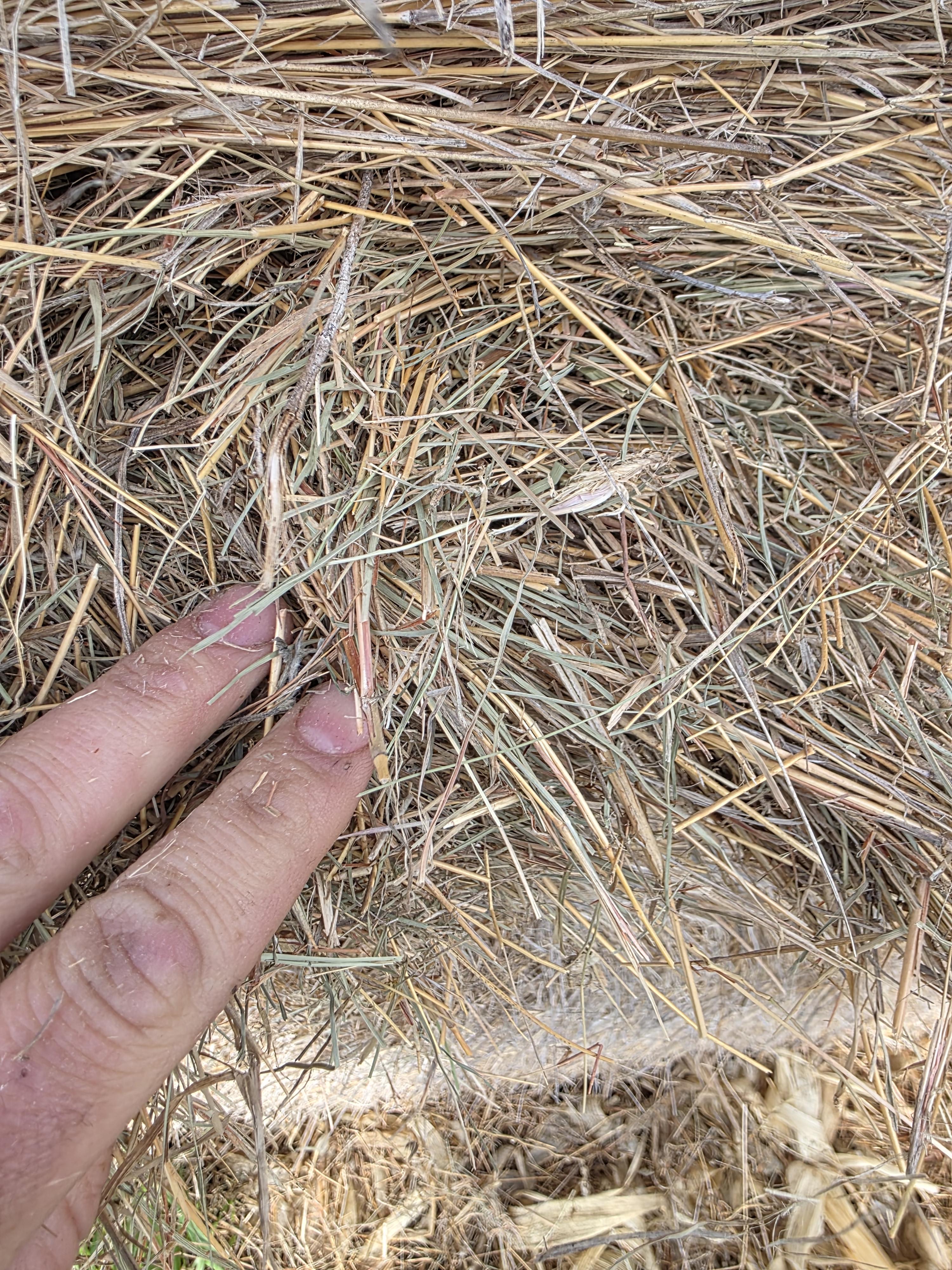 101 Grass Rounds Little Blue Stem – Image 6