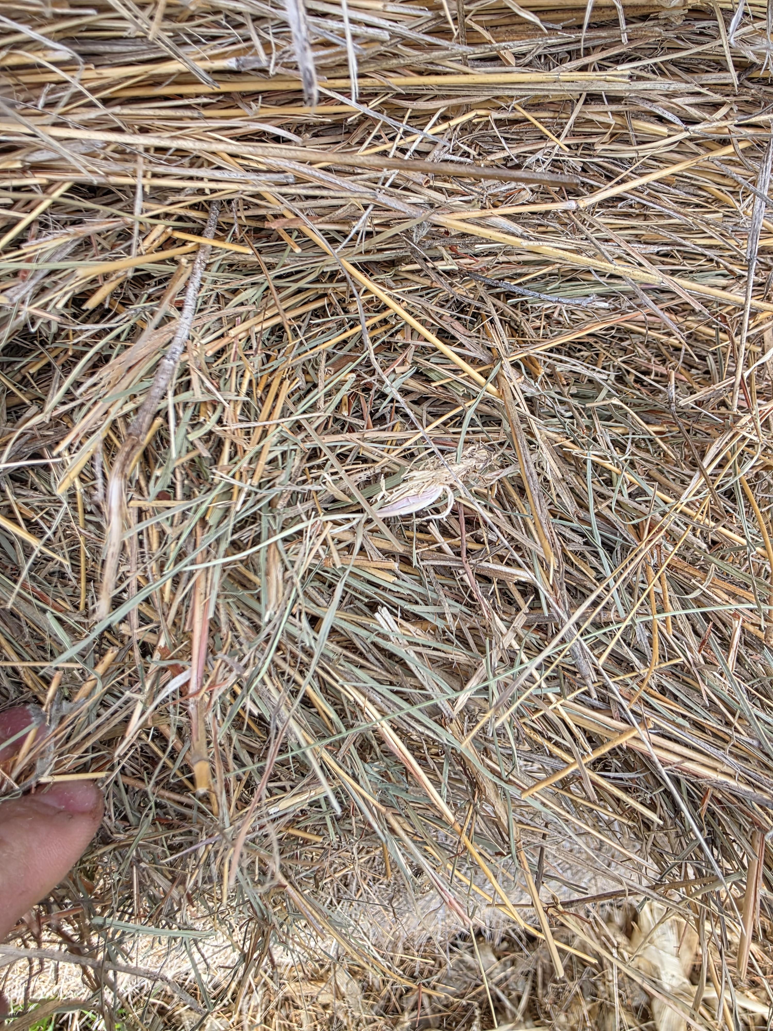 101 Grass Rounds Little Blue Stem – Image 5