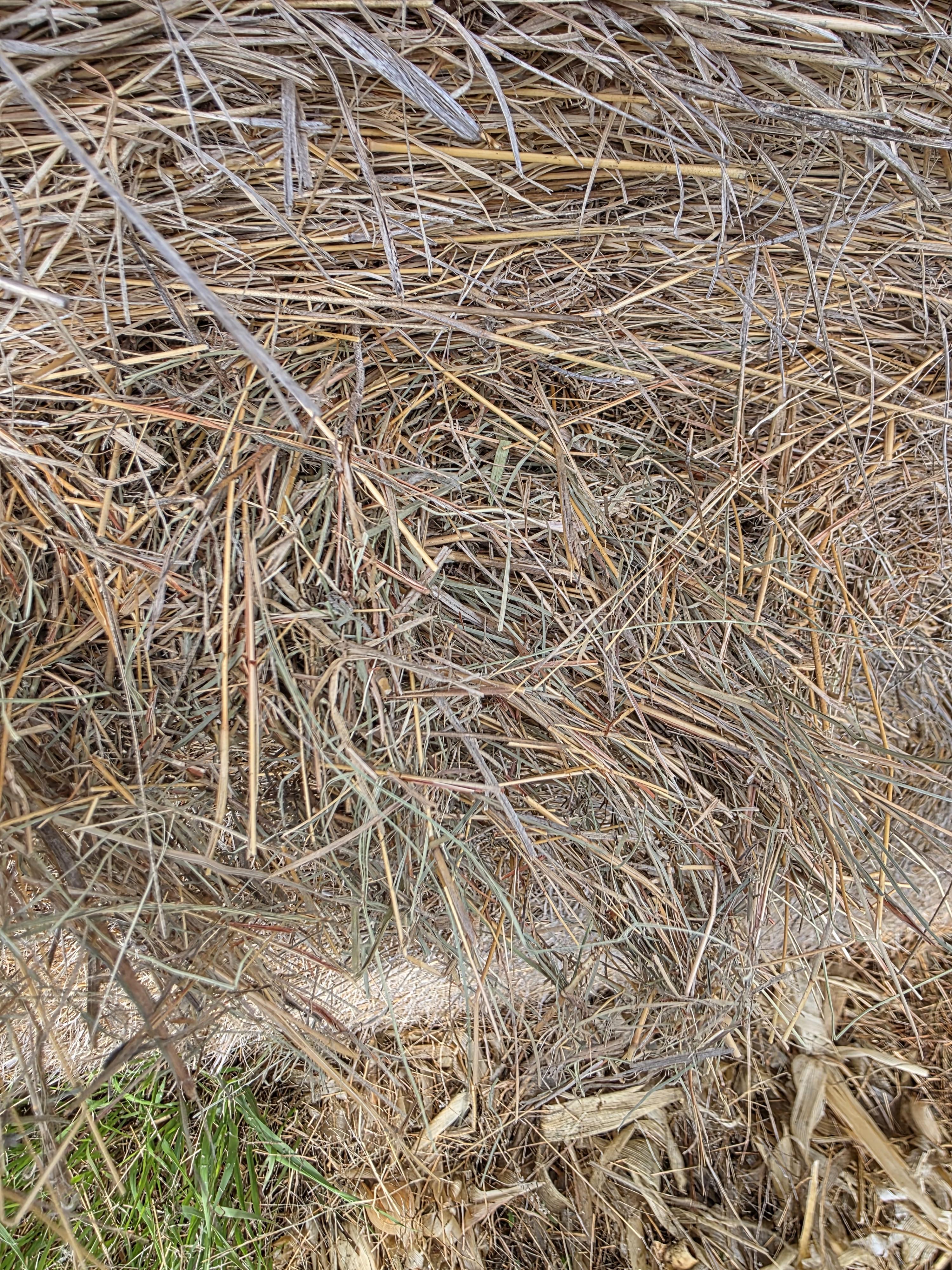 101 Grass Rounds Little Blue Stem – Image 4