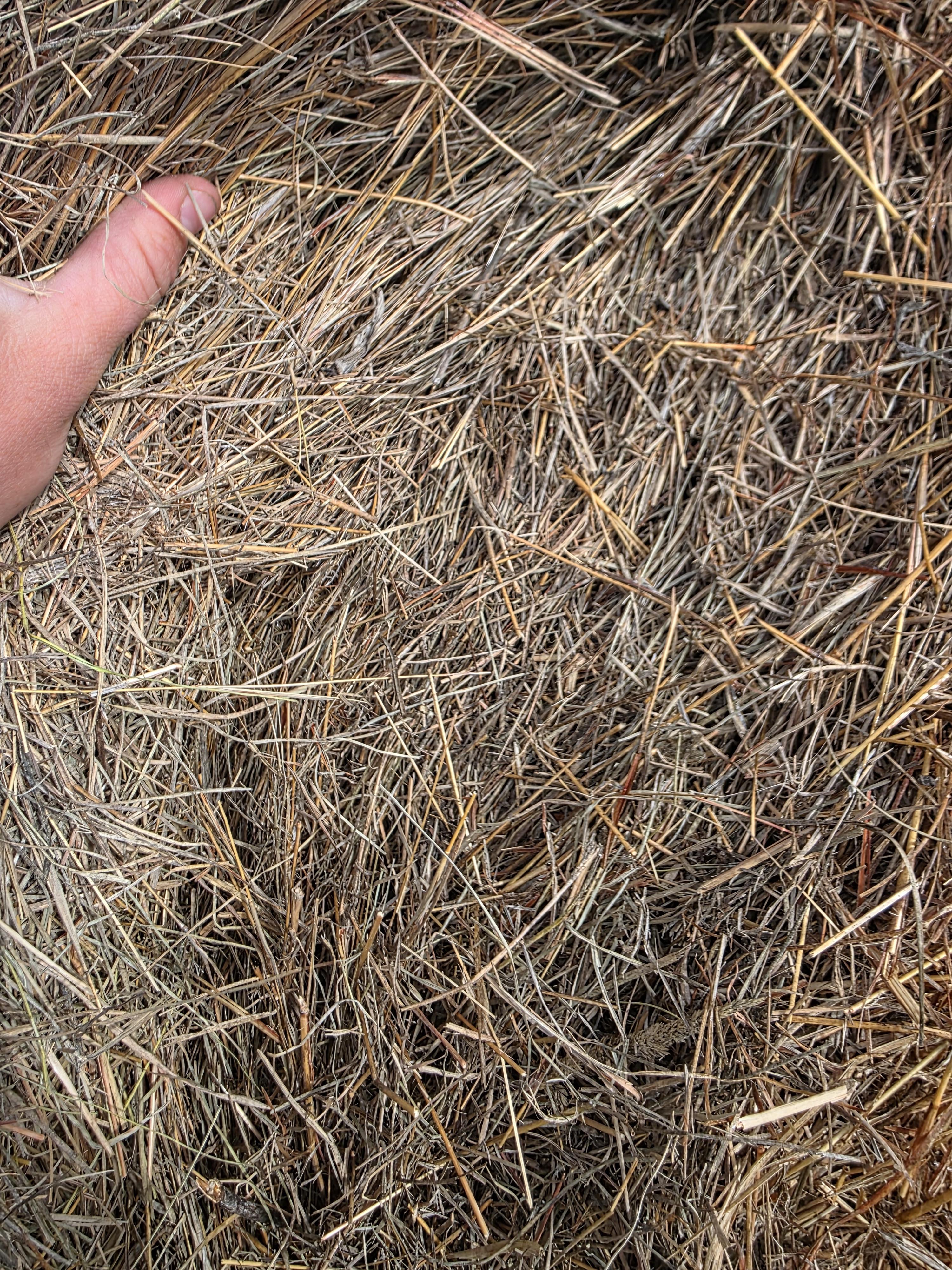 101 Grass Rounds Little Blue Stem – Image 3