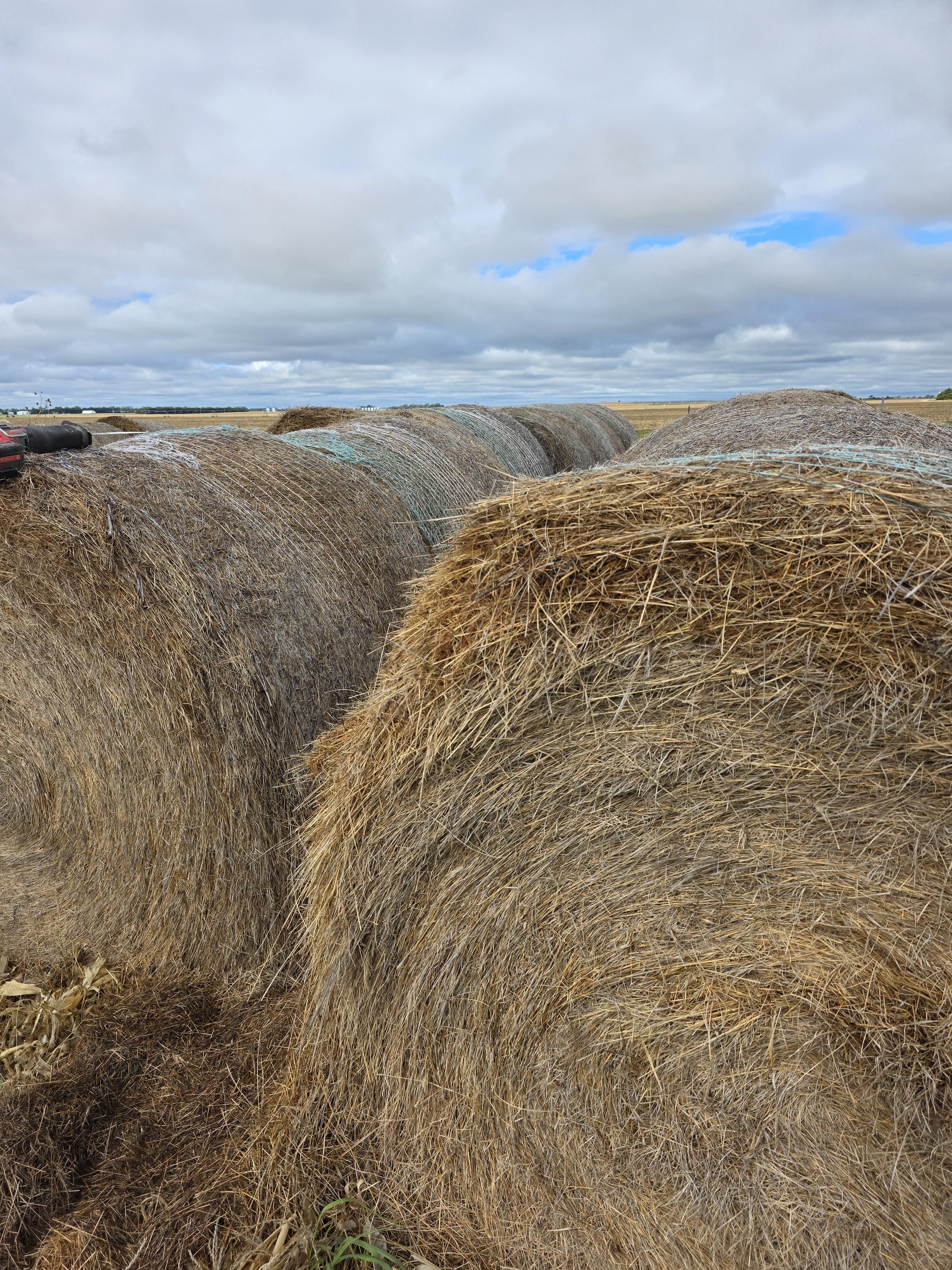 101 Grass Rounds Little Blue Stem – Image 2