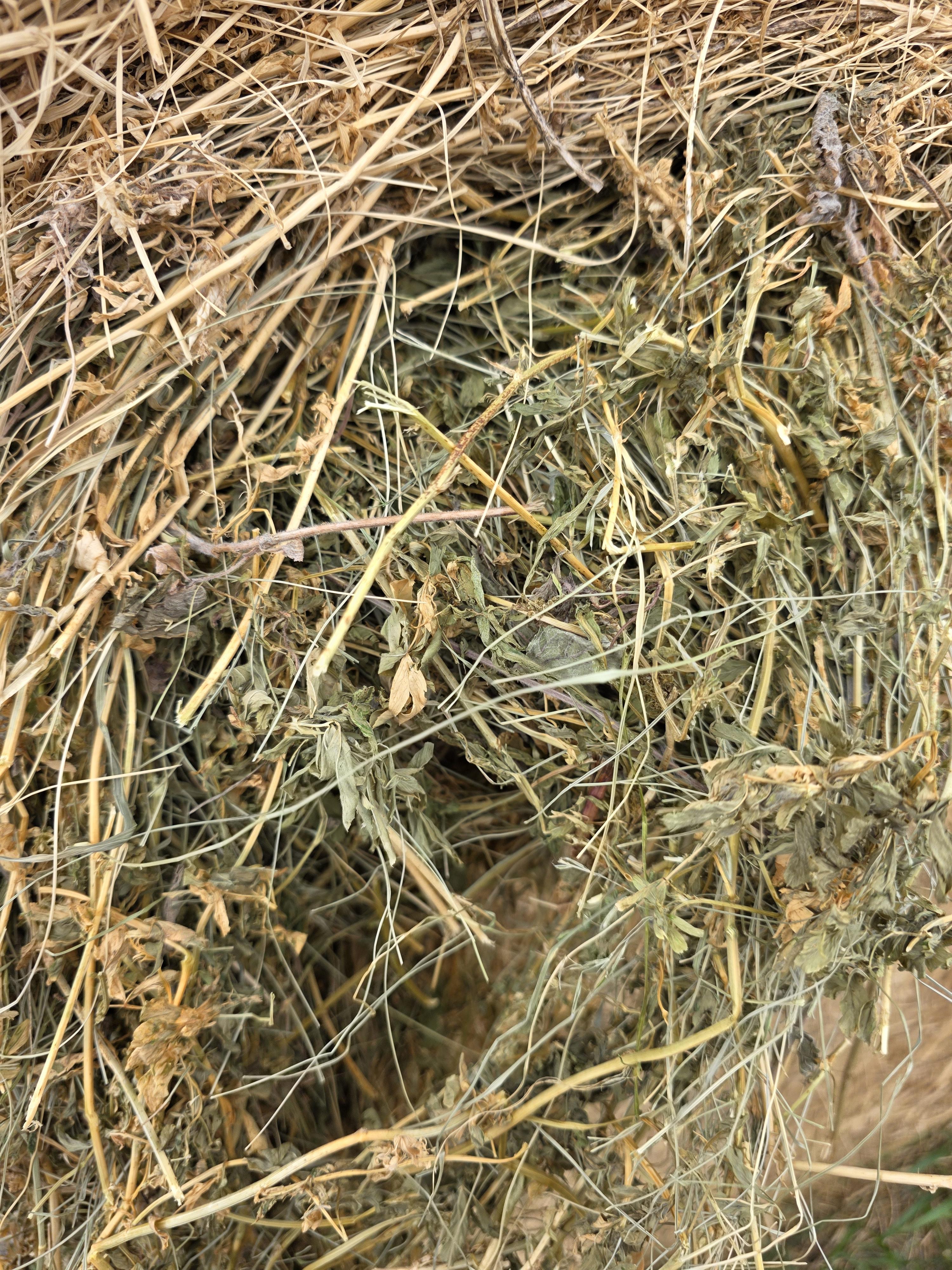 100 Alfalfa/Grass Mix Rounds – Image 5