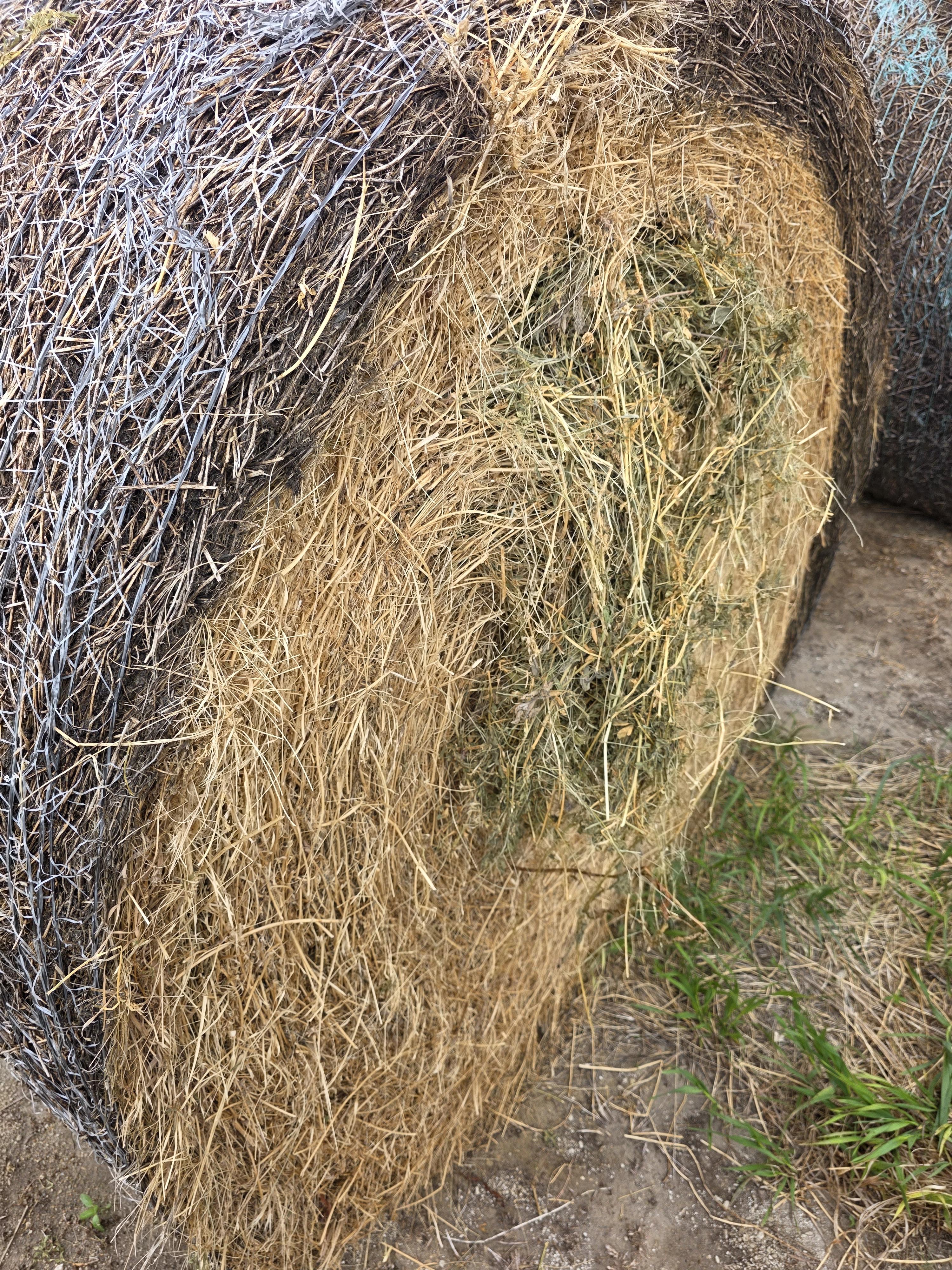 100 Alfalfa/Grass Mix Rounds – Image 6