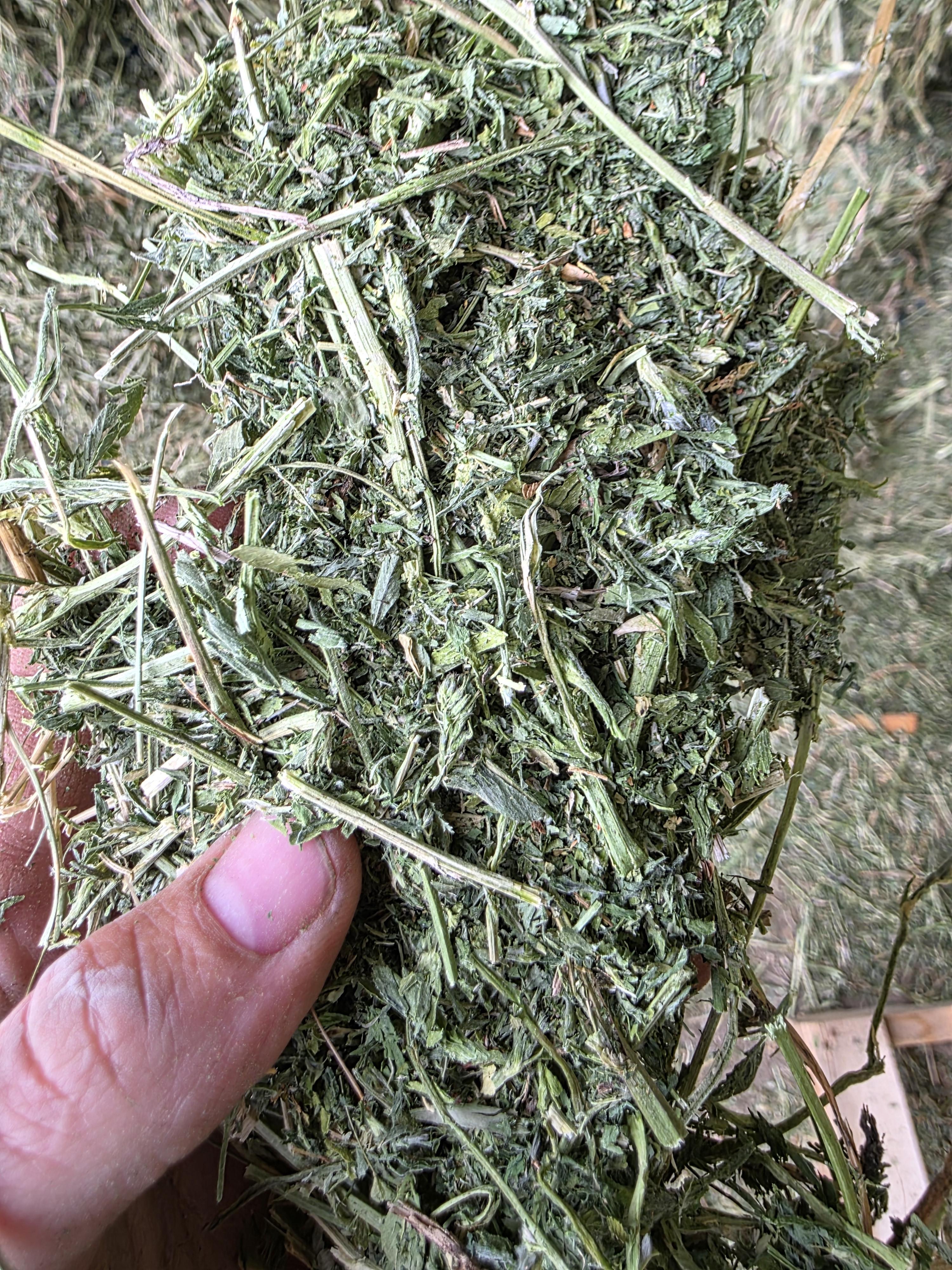 502 Great Alfalfa, large 3 x 4 x 8 Horse Quality – Image 4