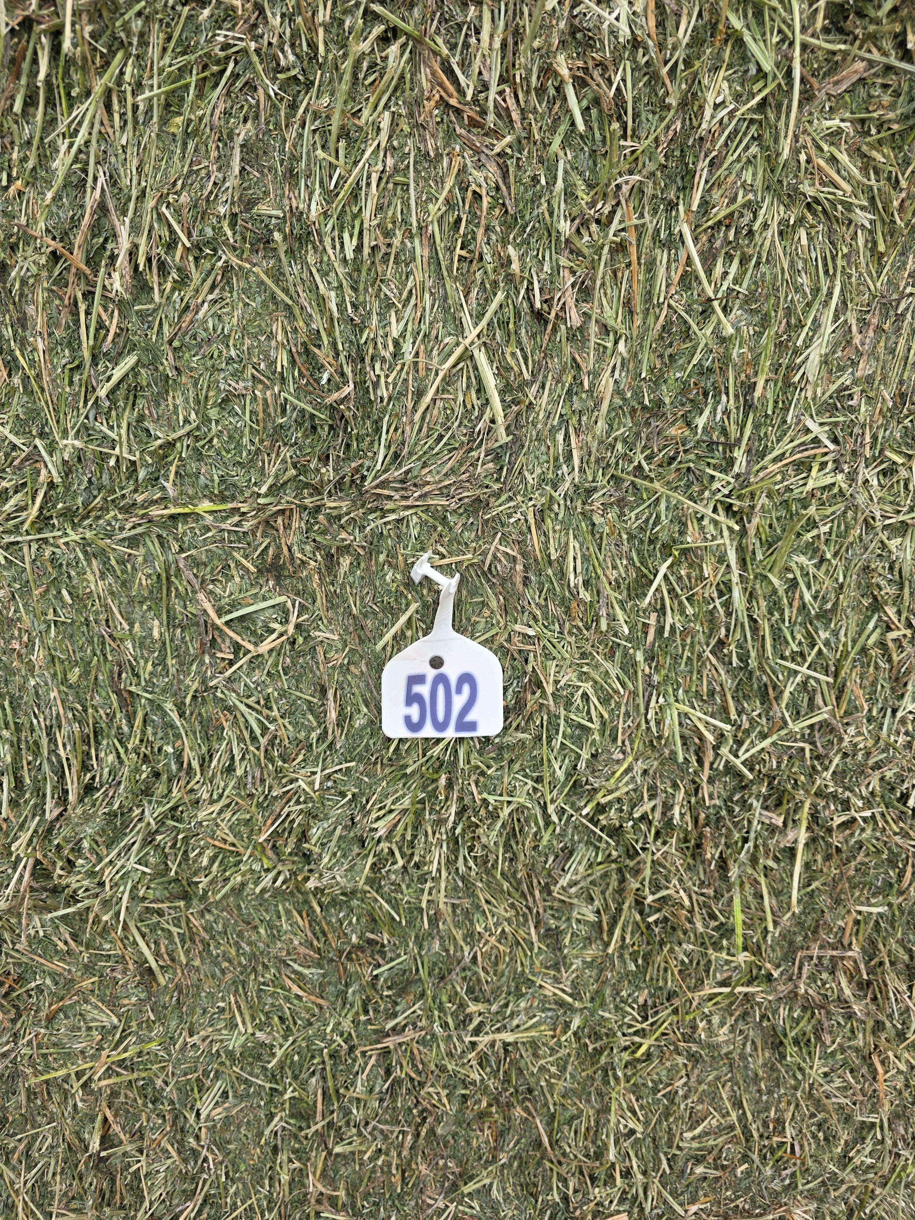 502 Great Alfalfa, large 3 x 4 x 8 Horse Quality – Image 3