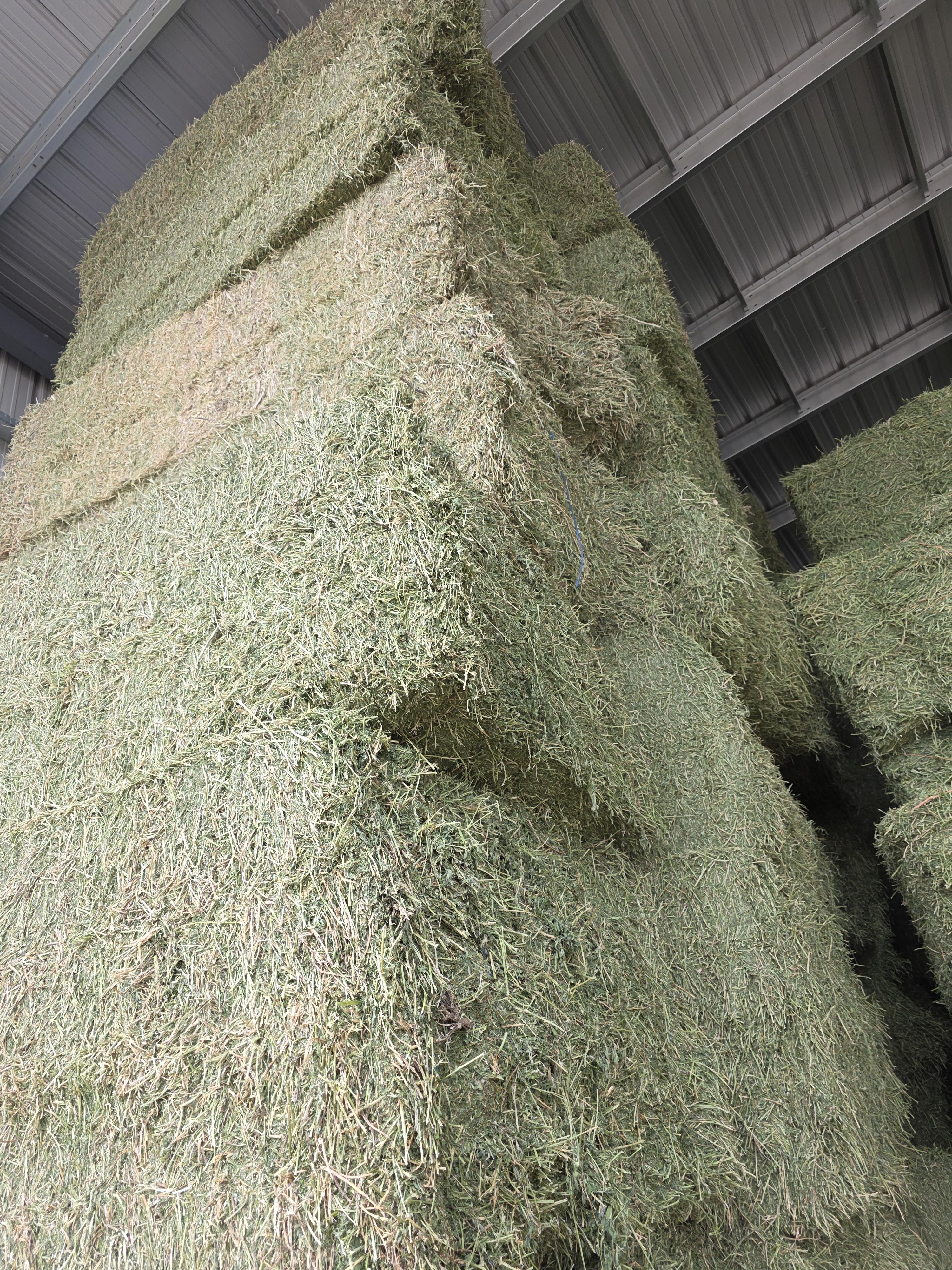 502 Great Alfalfa, large 3 x 4 x 8 Horse Quality – Image 6