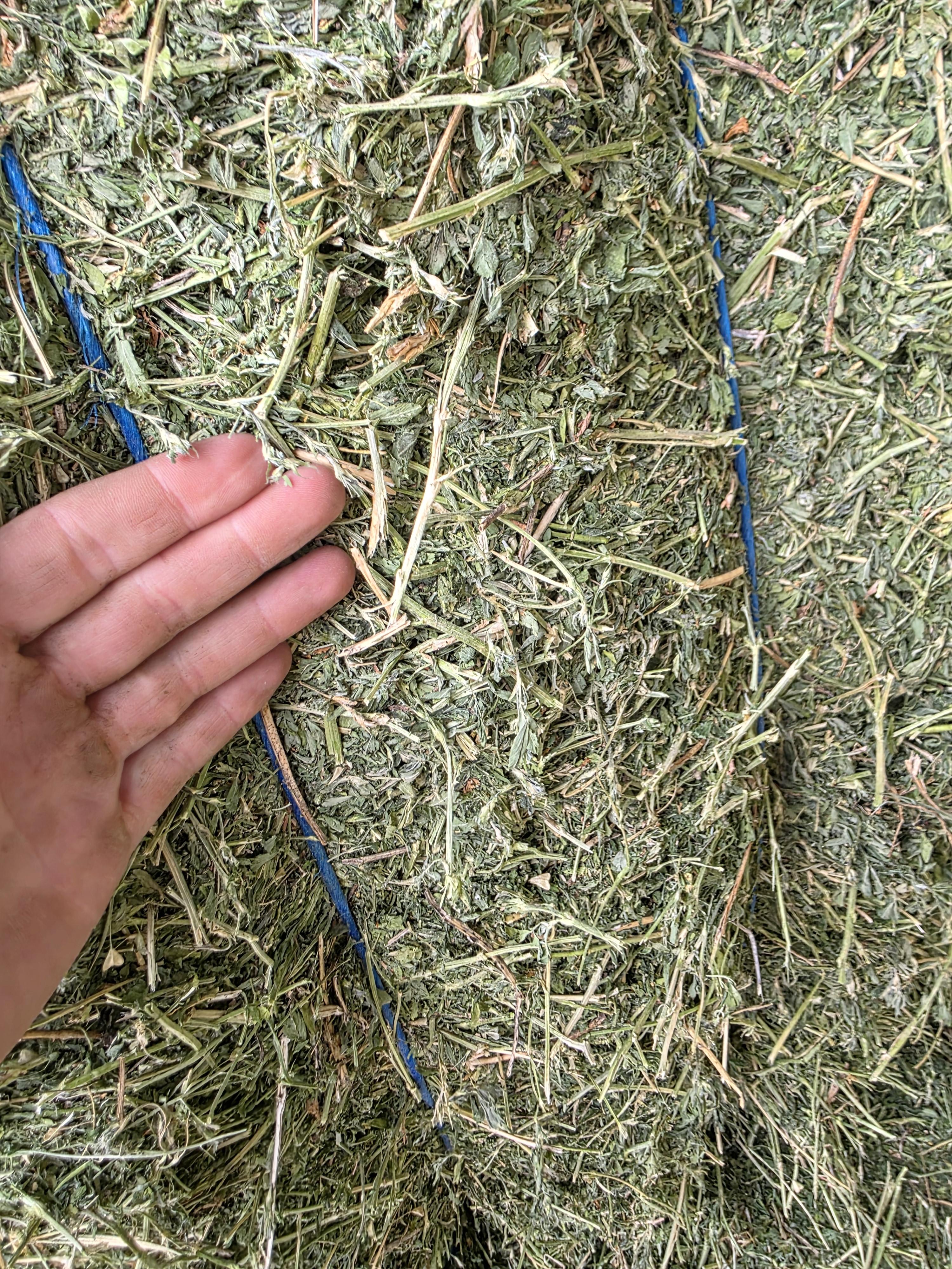 502 Great Alfalfa, large 3 x 4 x 8 Horse Quality – Image 2