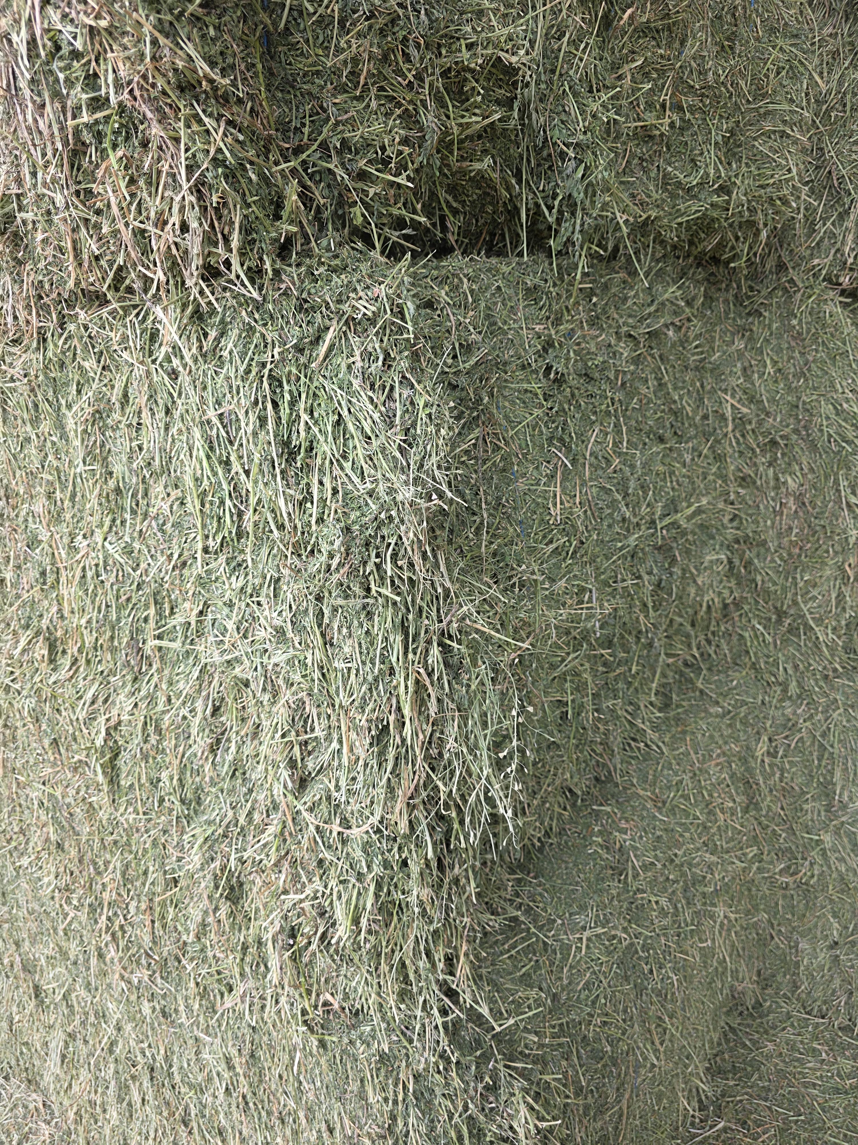 502 Great Alfalfa, large 3 x 4 x 8 Horse Quality – Image 7