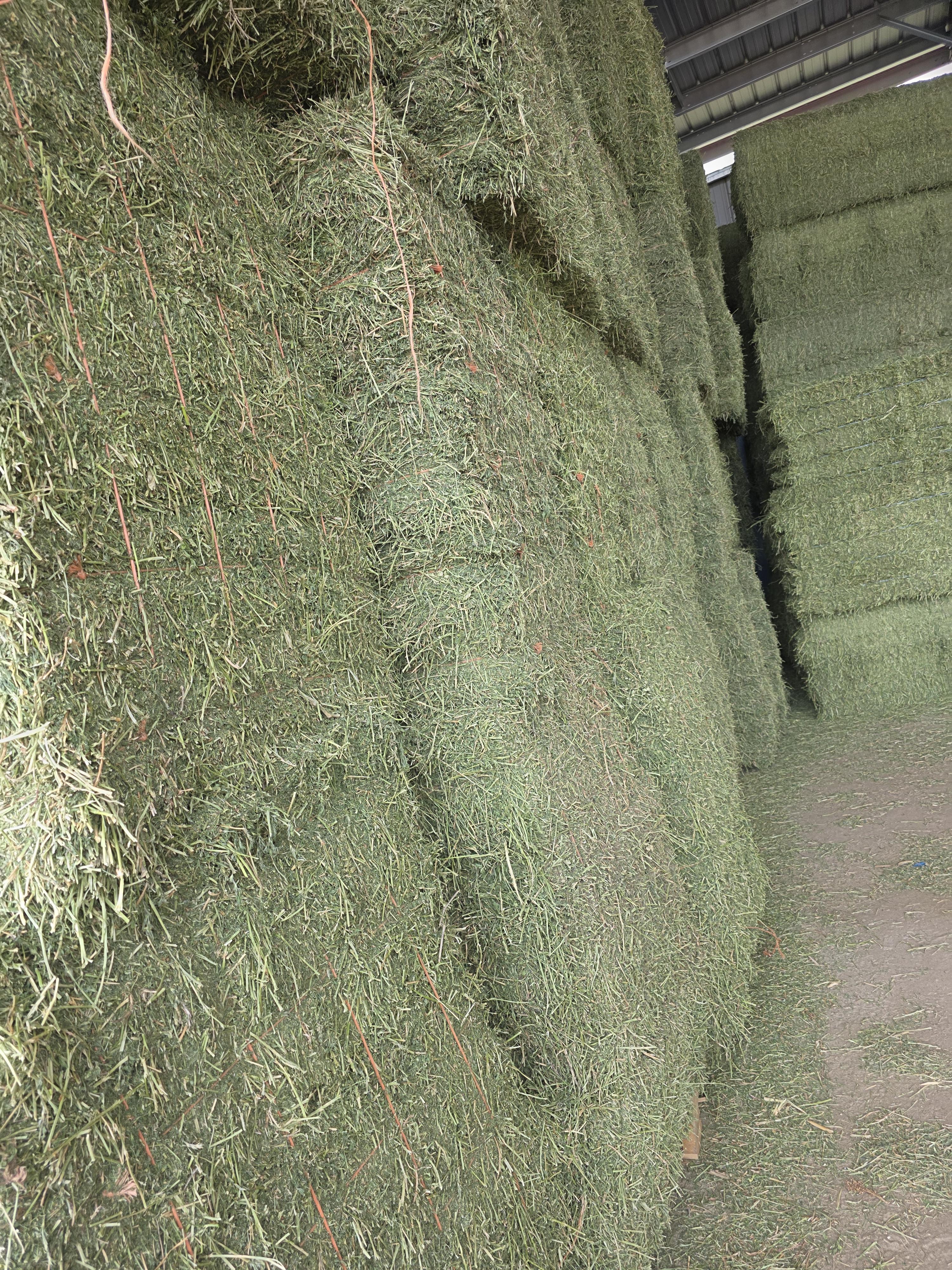 503 Small Square 2 String Bundles Great Alfalfa – Image 5