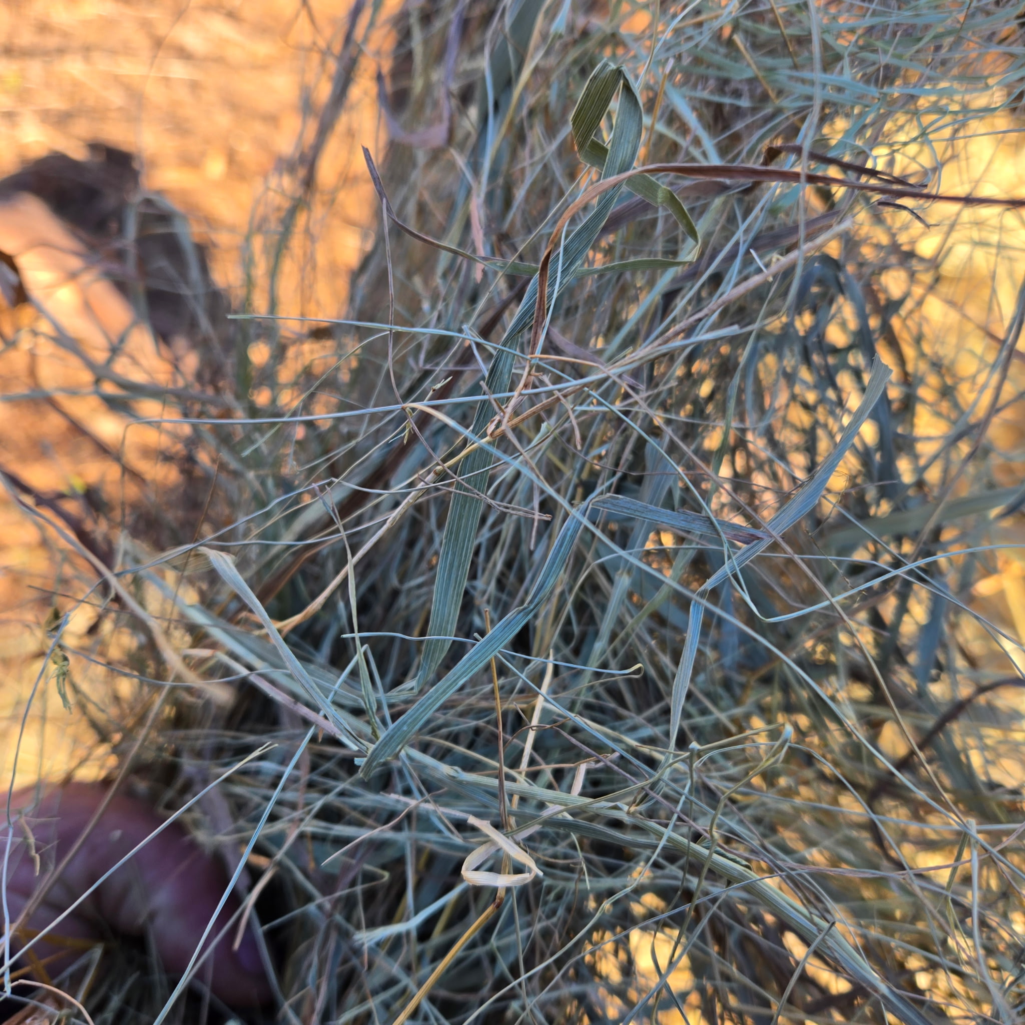kansas round grass – Image 14