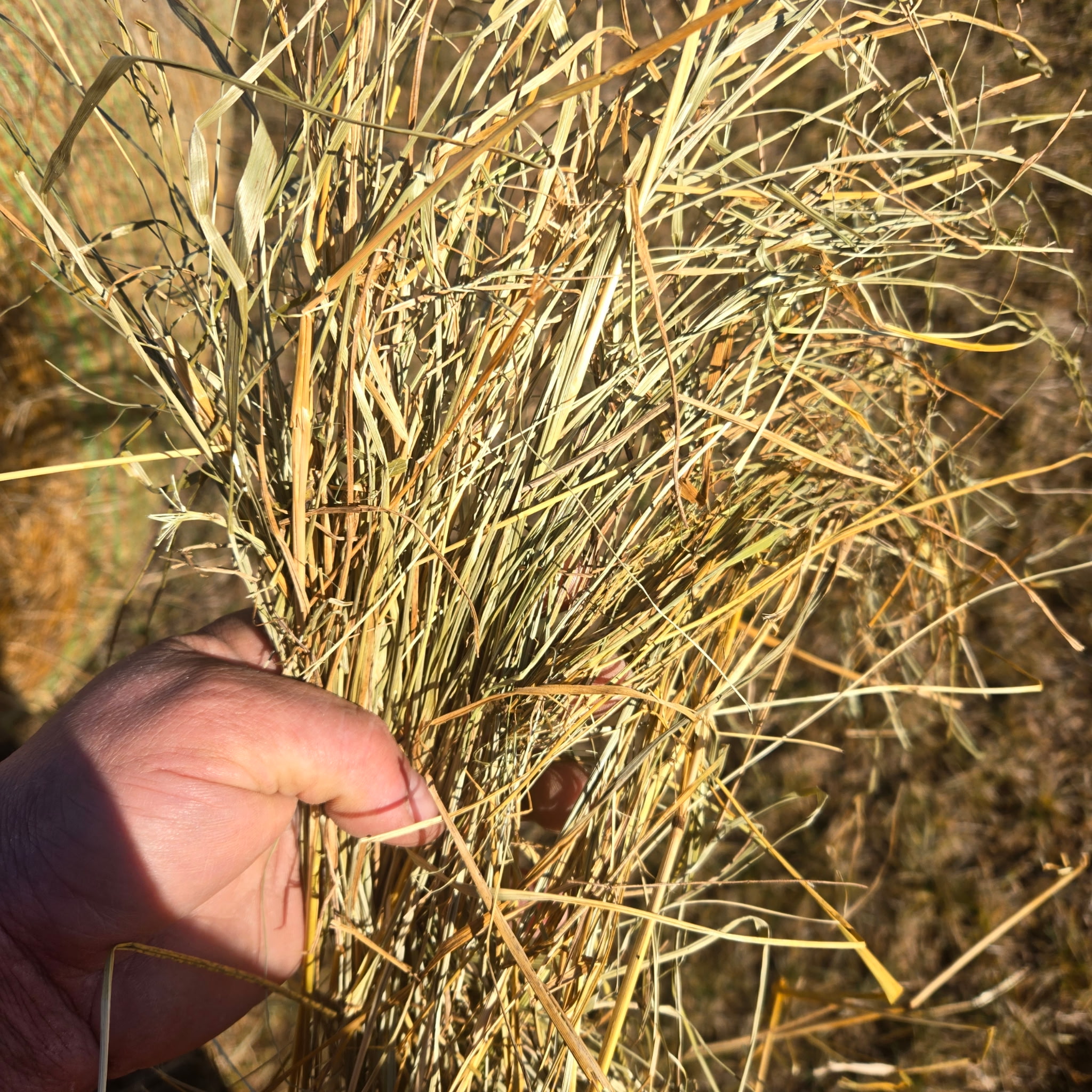kansas round grass – Image 9