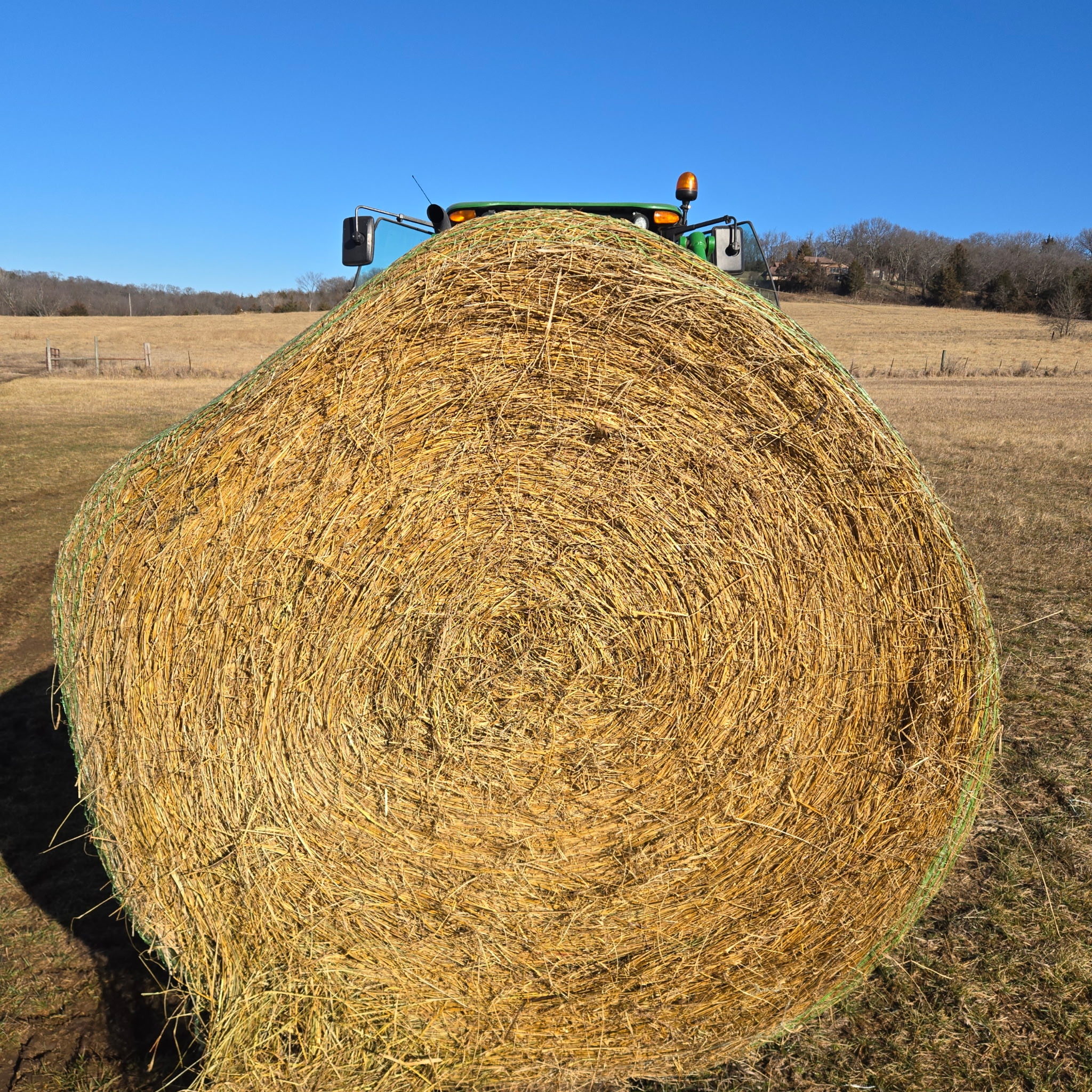kansas round grass – Image 3