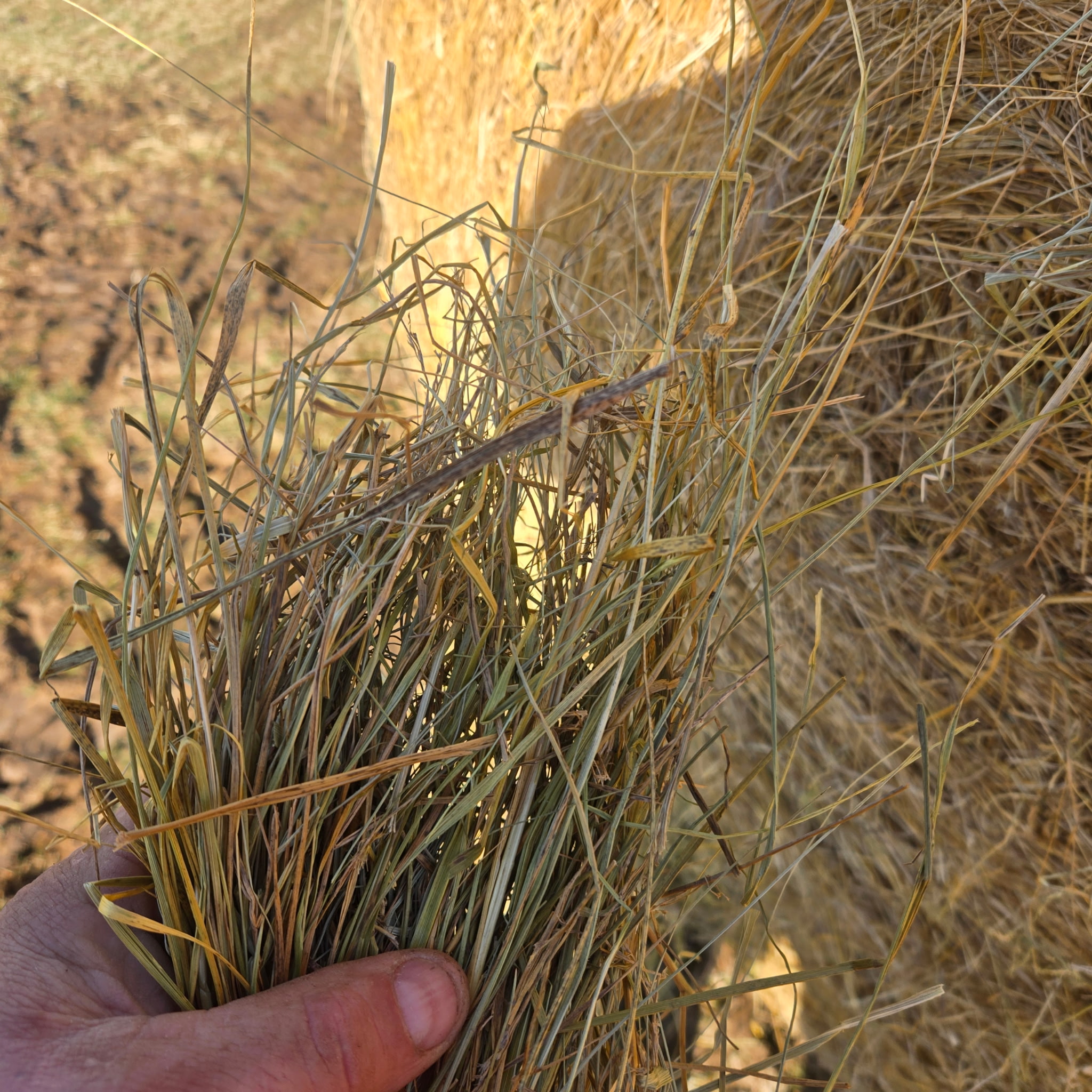 kansas round grass – Image 12