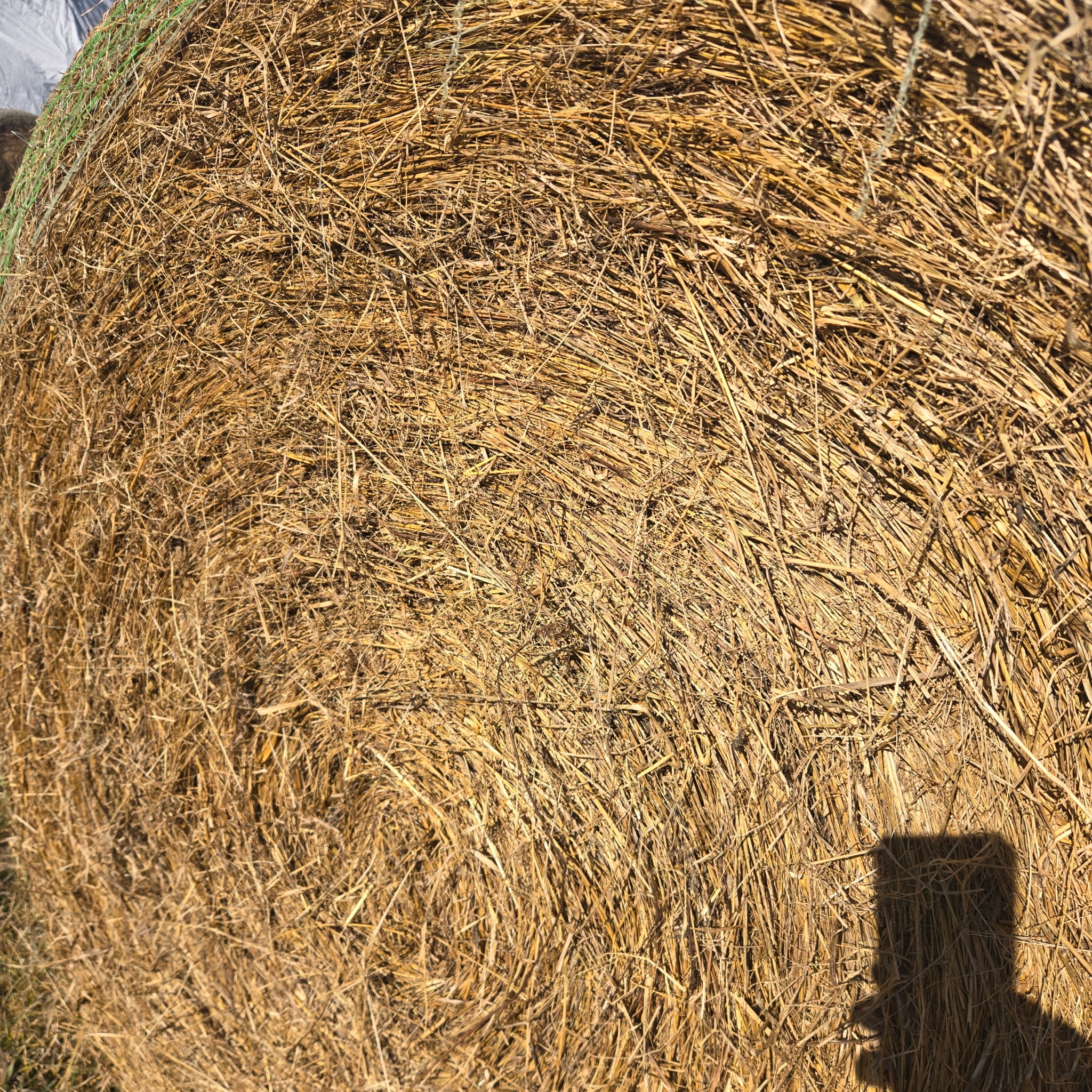 kansas round grass – Image 2