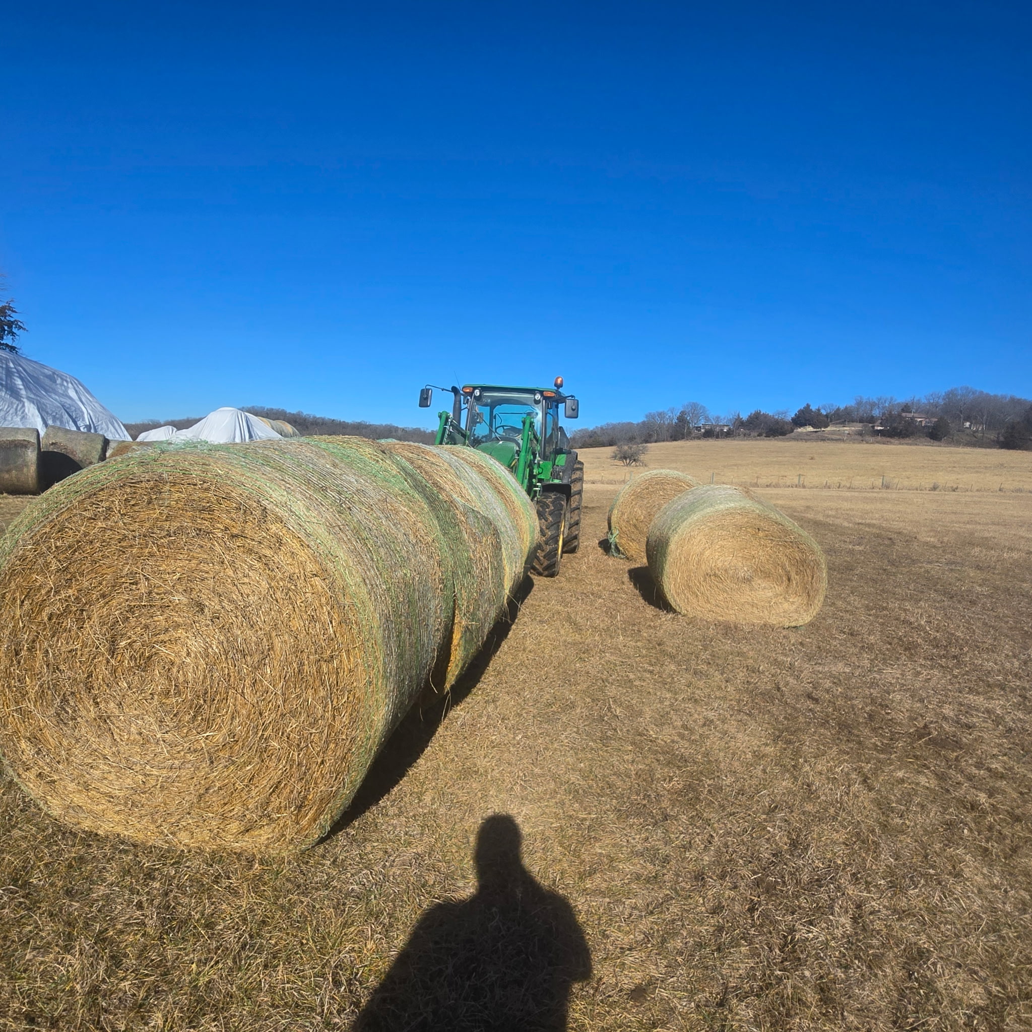 kansas round grass – Image 8