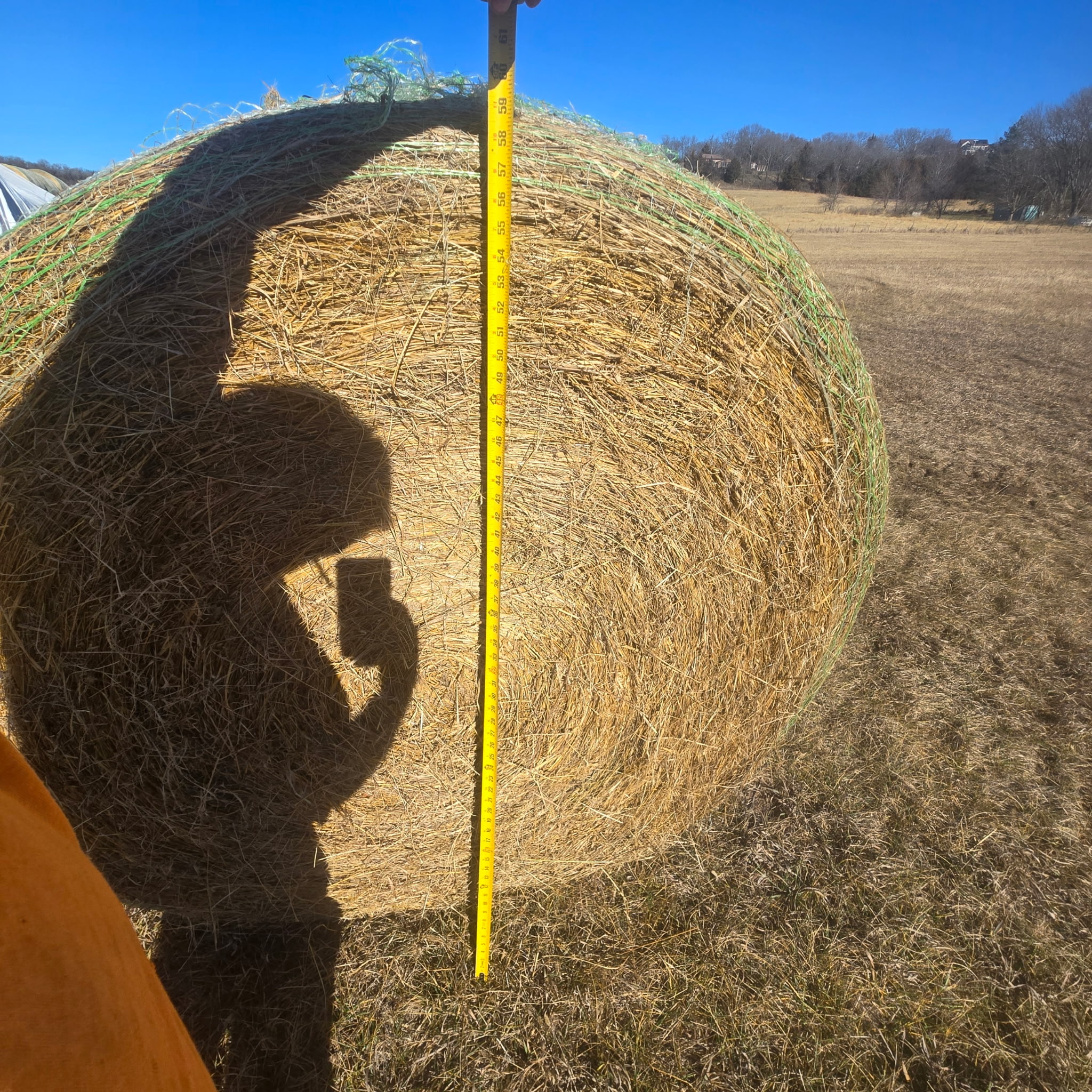 kansas round grass – Image 5