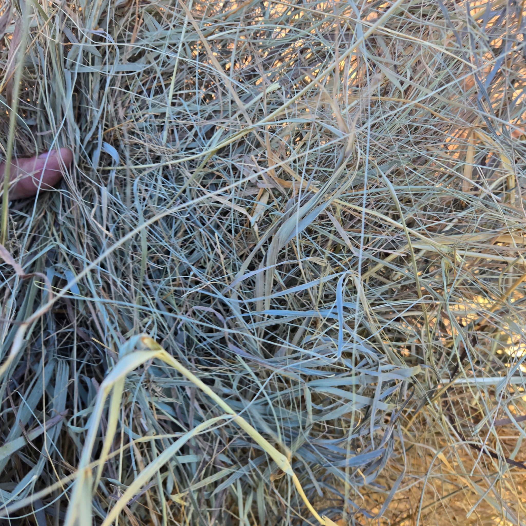 kansas round grass – Image 6