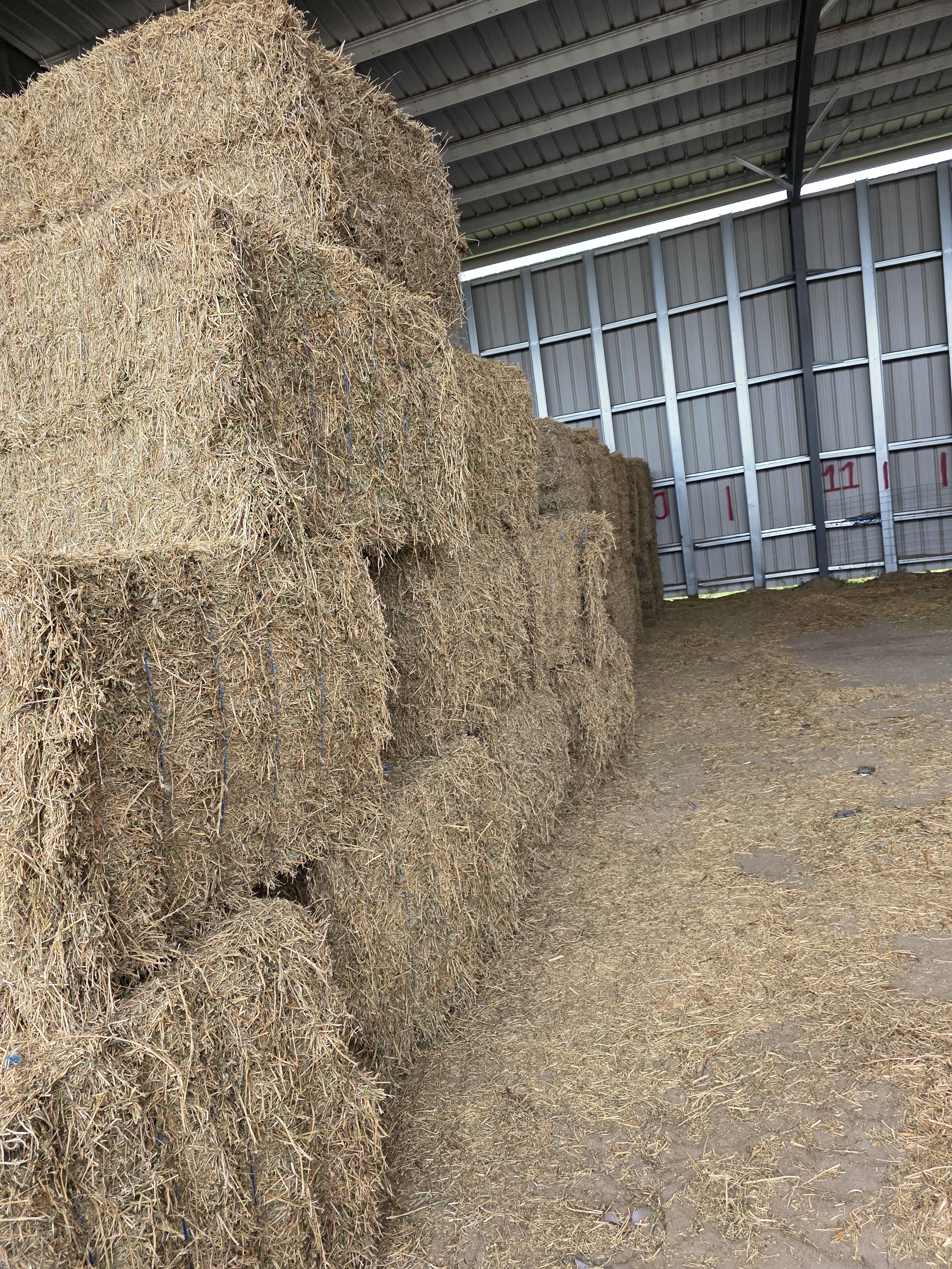 512 Mid Quality 3 x 4 Large Squares Alfalfa – Image 3