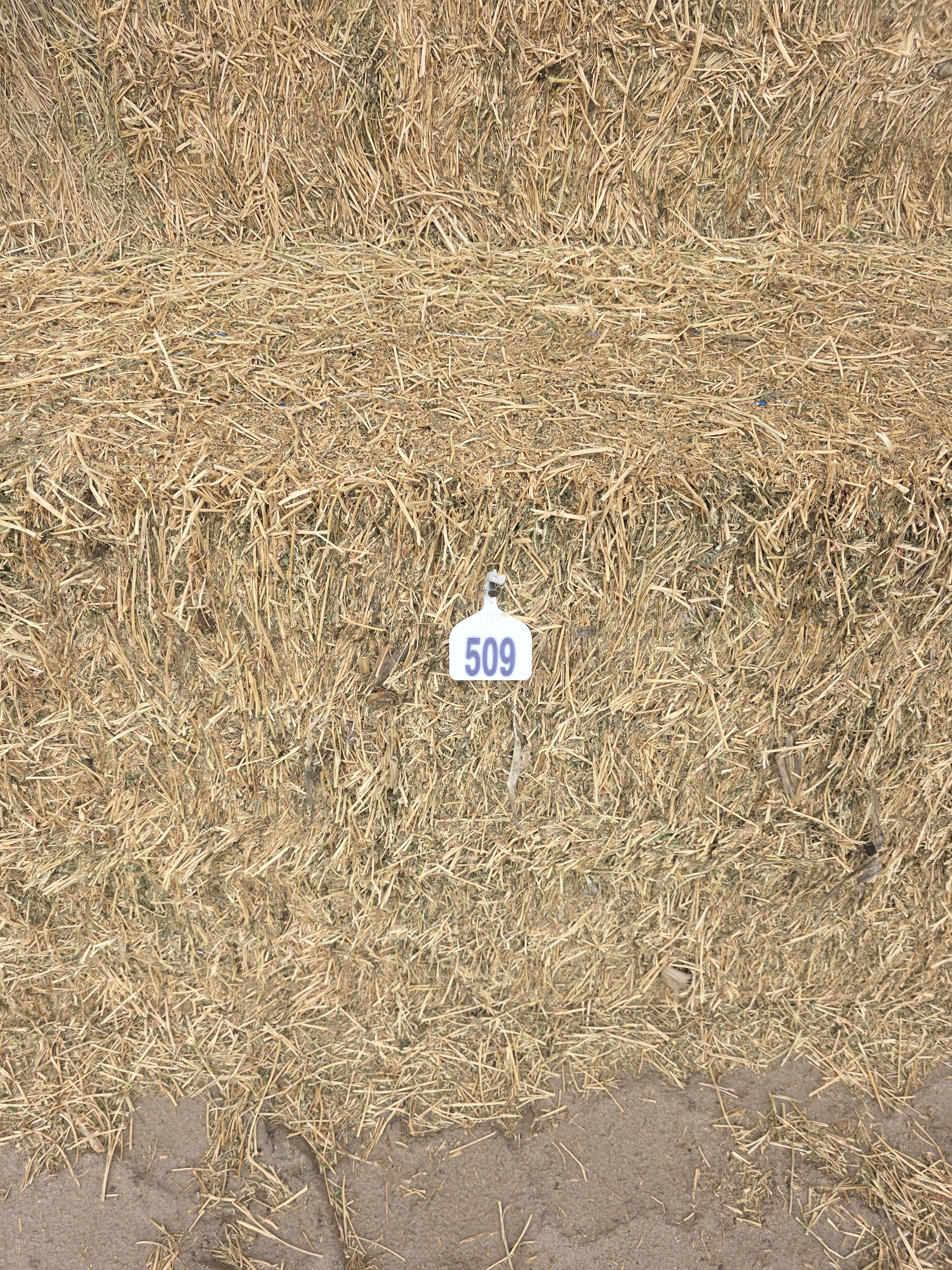 507 Large Square 3 x 4 Alfalfa Good Quality – Image 4