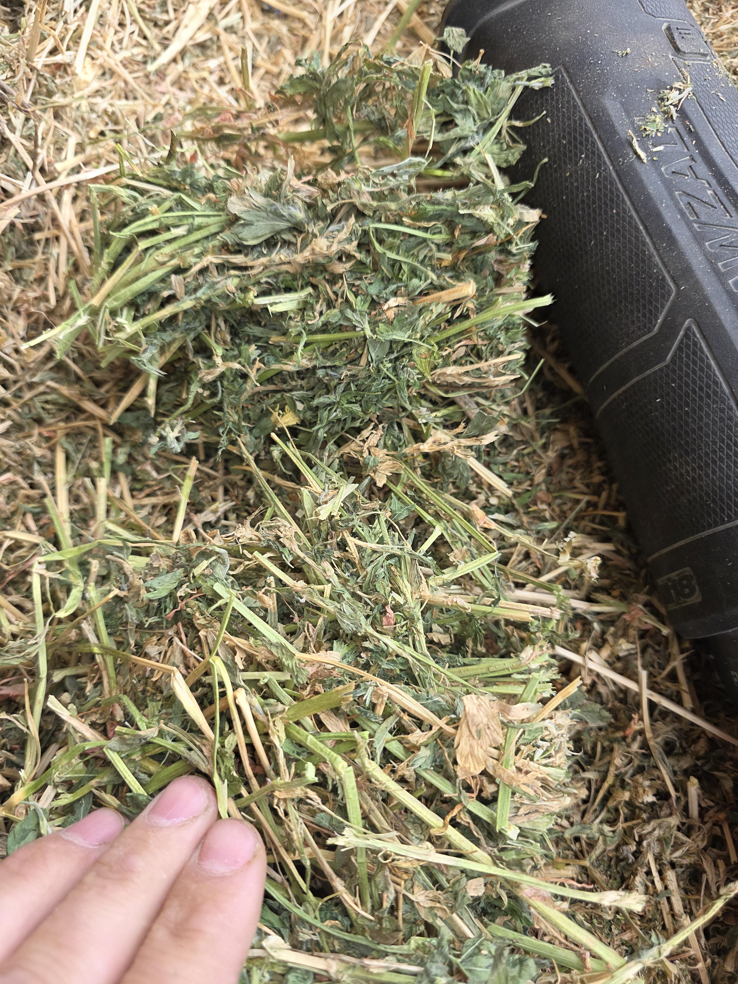 507 Large Square 3 x 4 Alfalfa Good Quality – Image 6