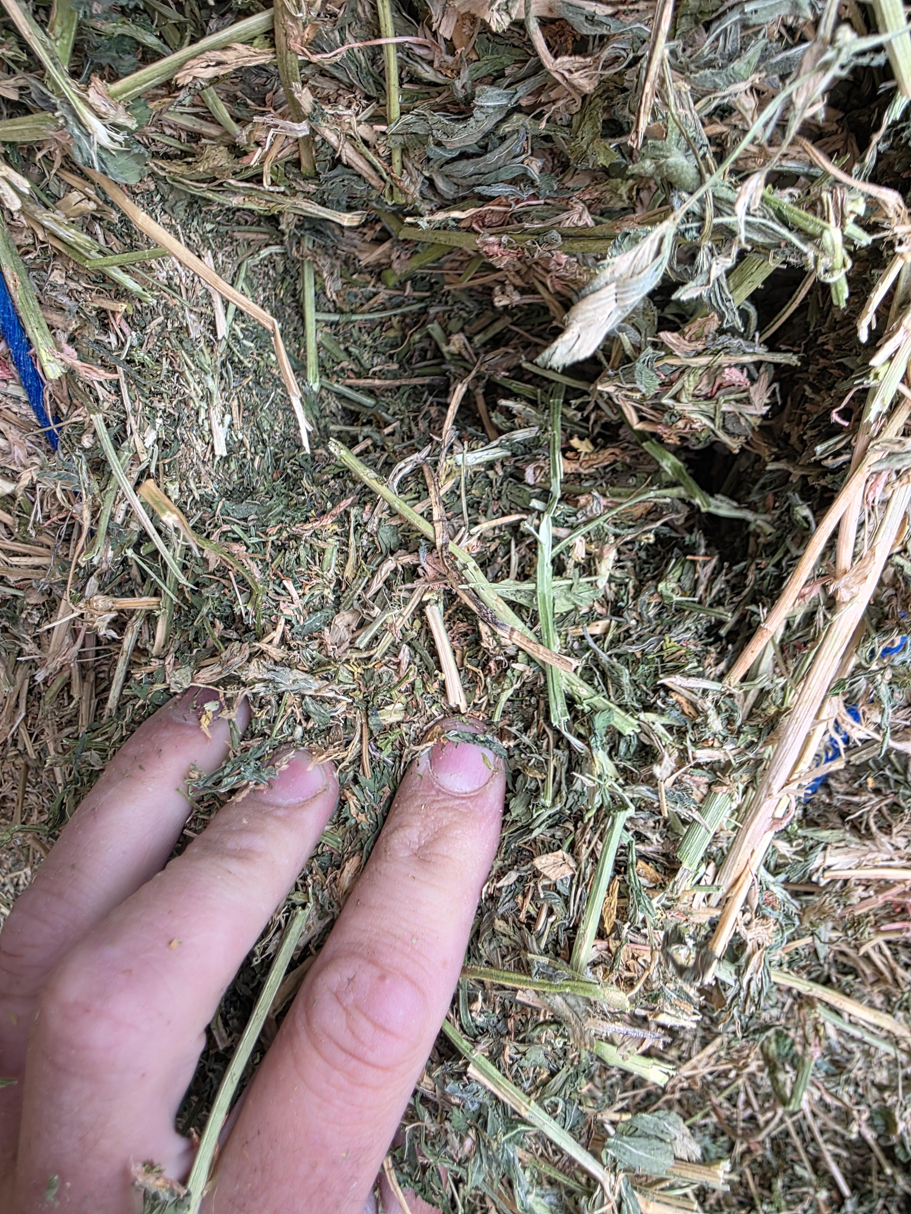 507 Large Square 3 x 4 Alfalfa Good Quality – Image 8