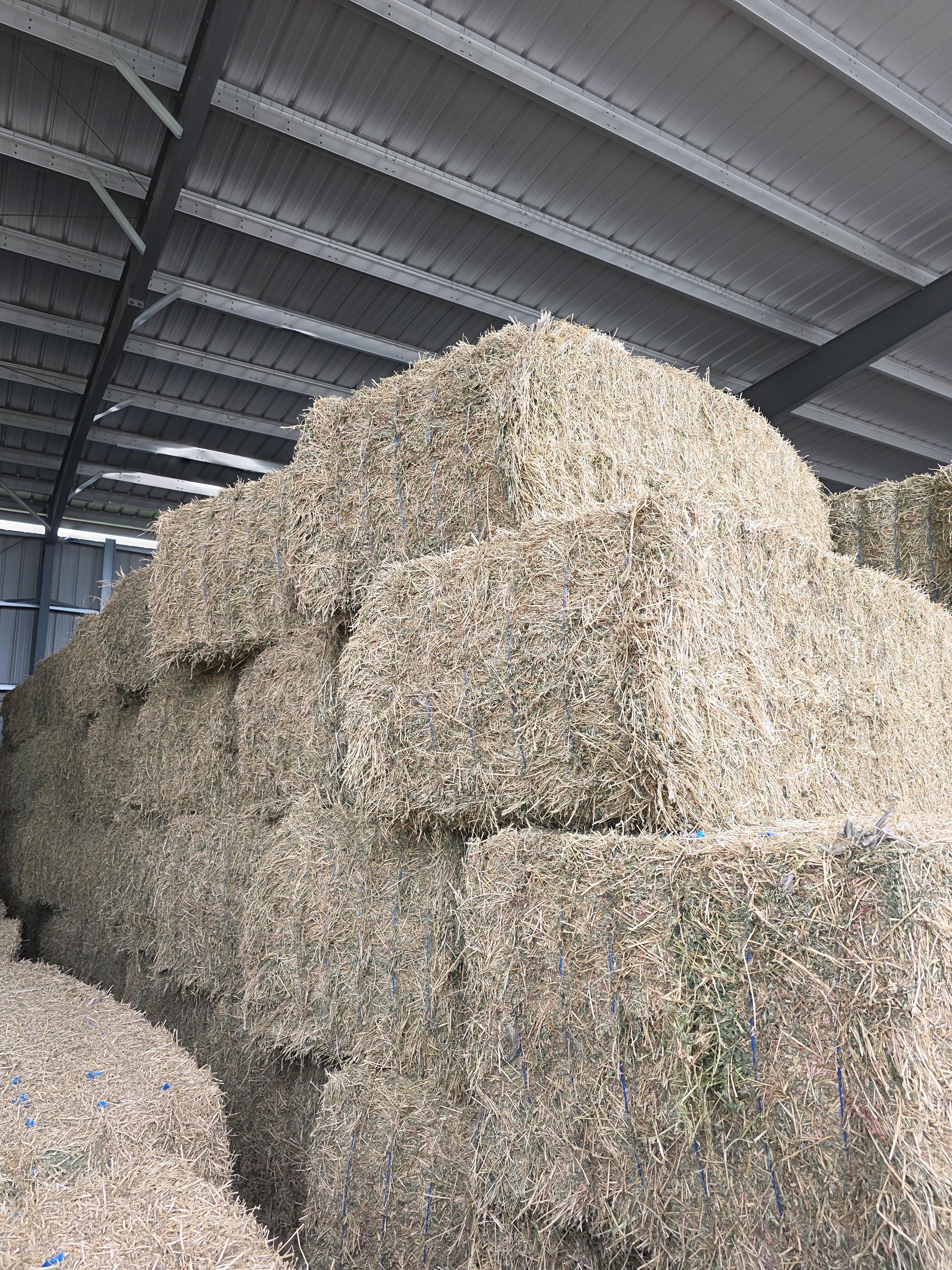 507 Large Square 3 x 4 Alfalfa Good Quality – Image 5