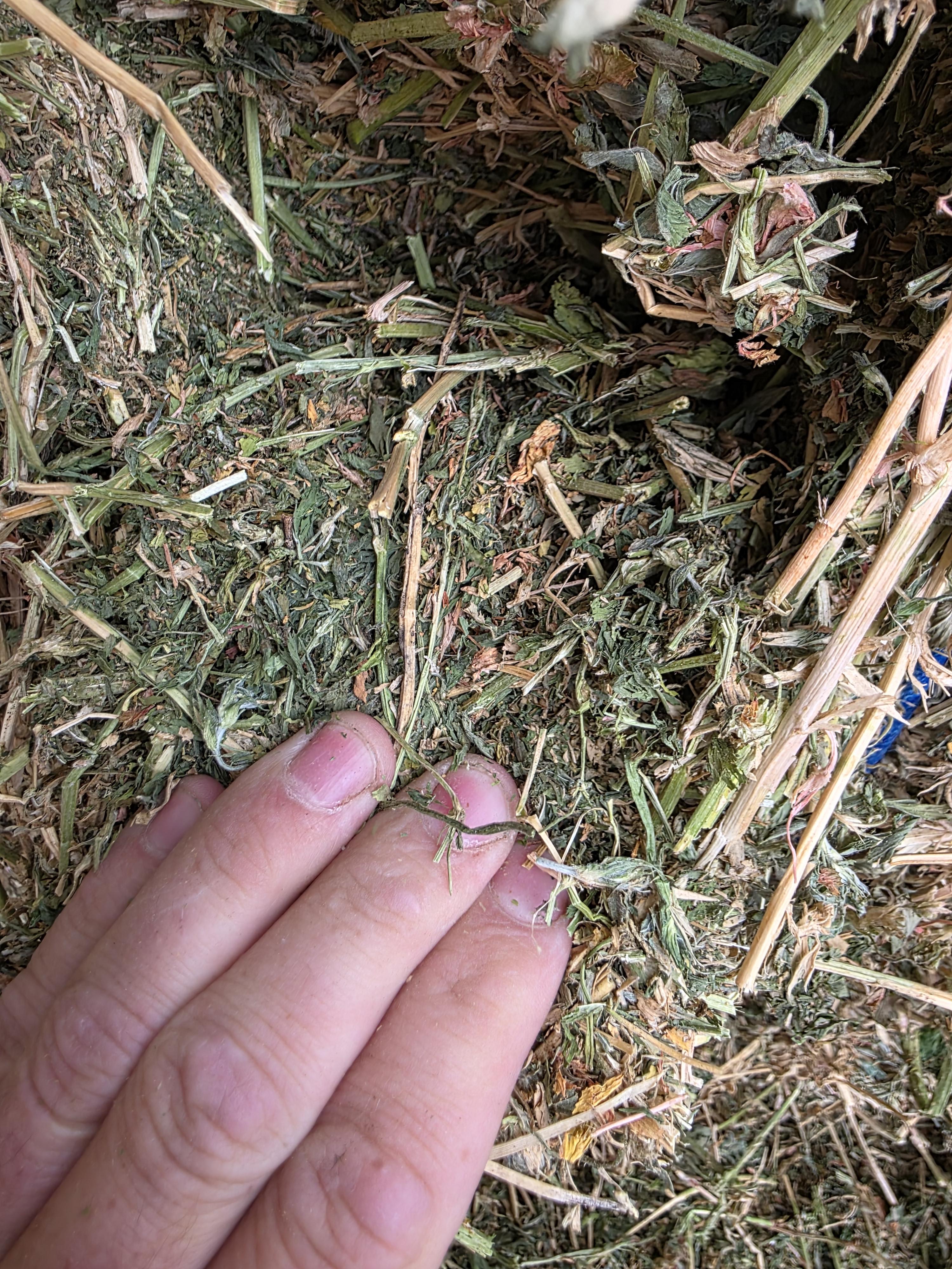 507 Large Square 3 x 4 Alfalfa Good Quality – Image 7