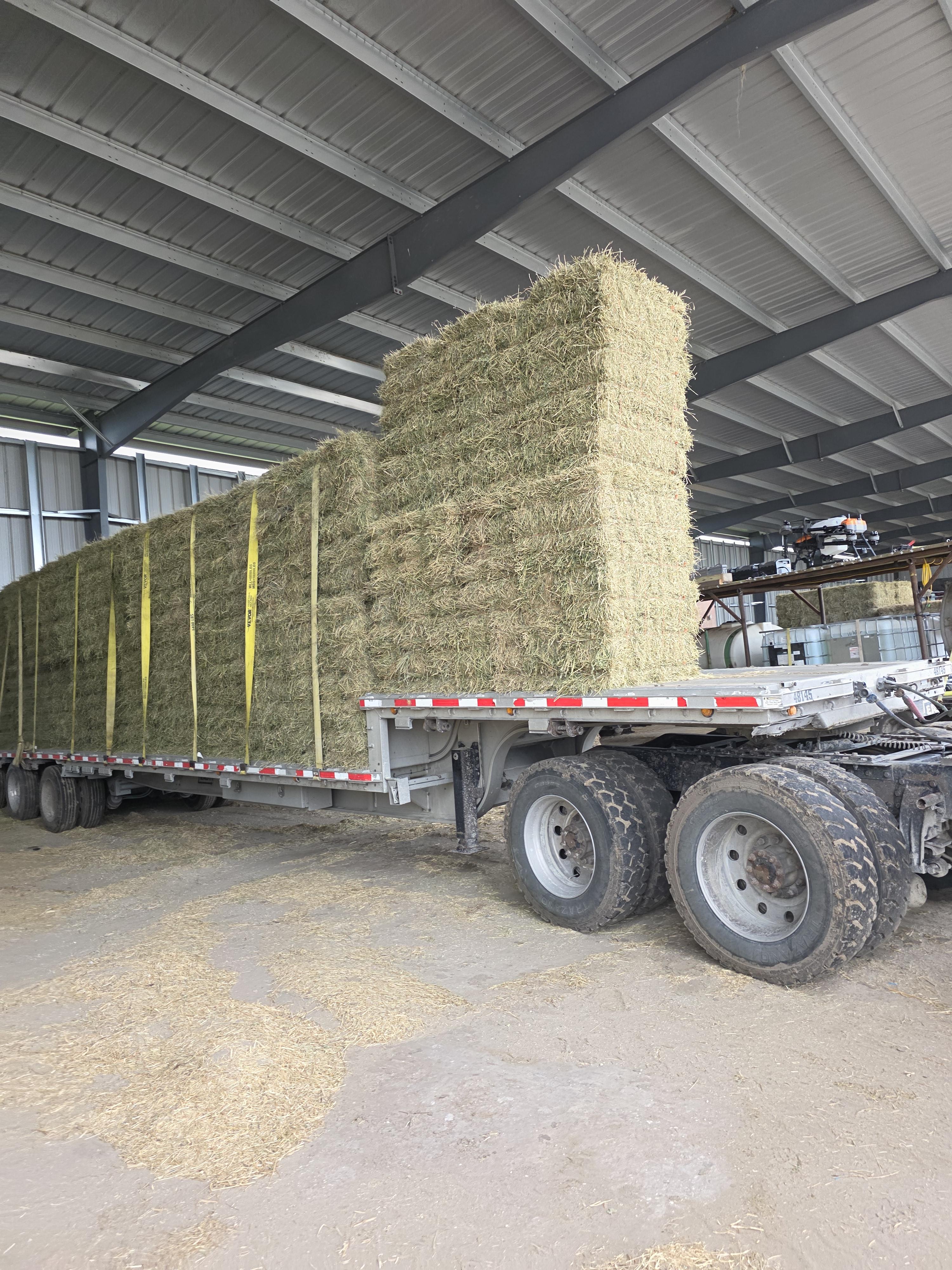 511 Small Squares Alfalfa Mid Quality – Image 5