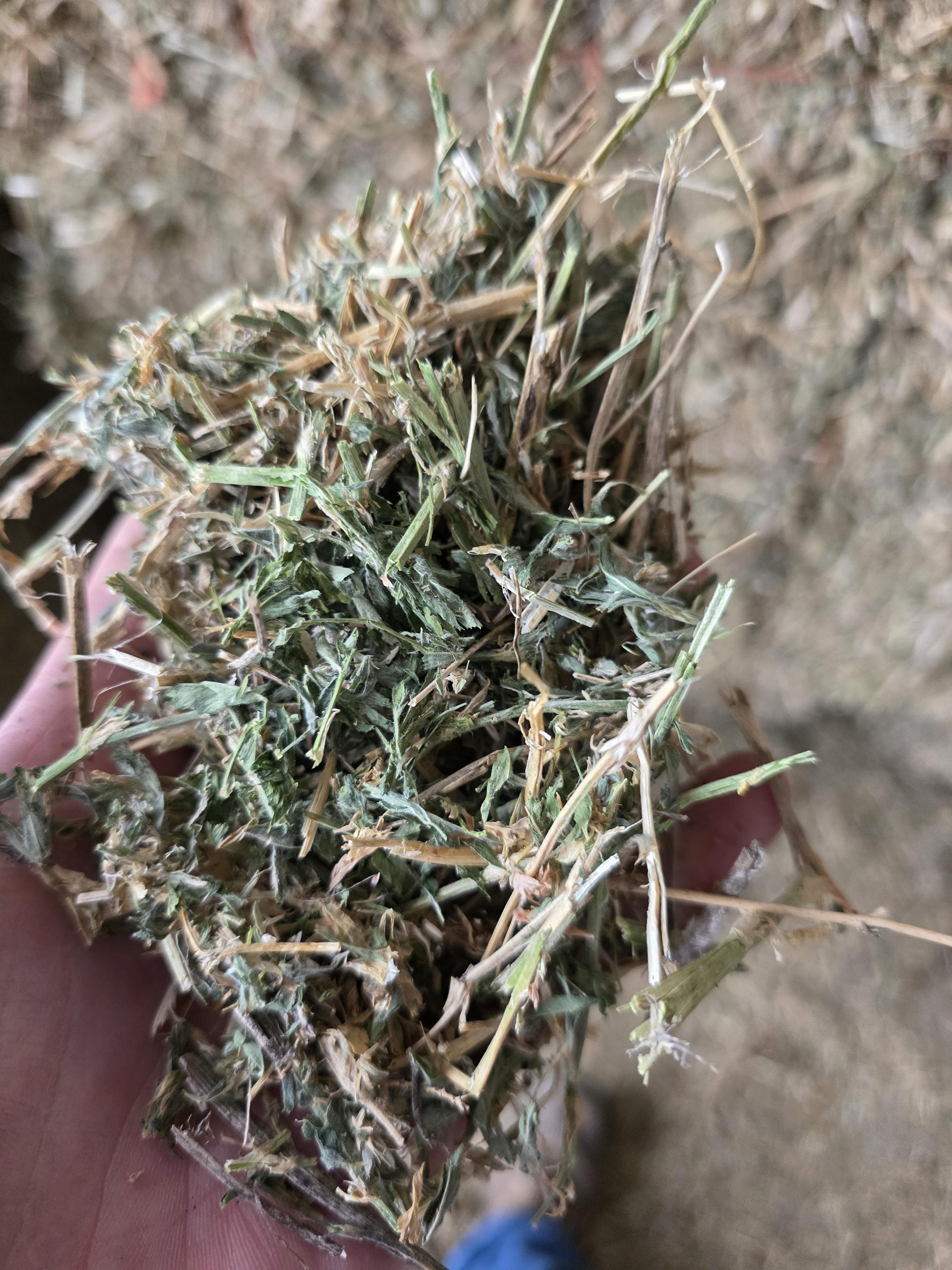 511 Small Squares Alfalfa Mid Quality – Image 4