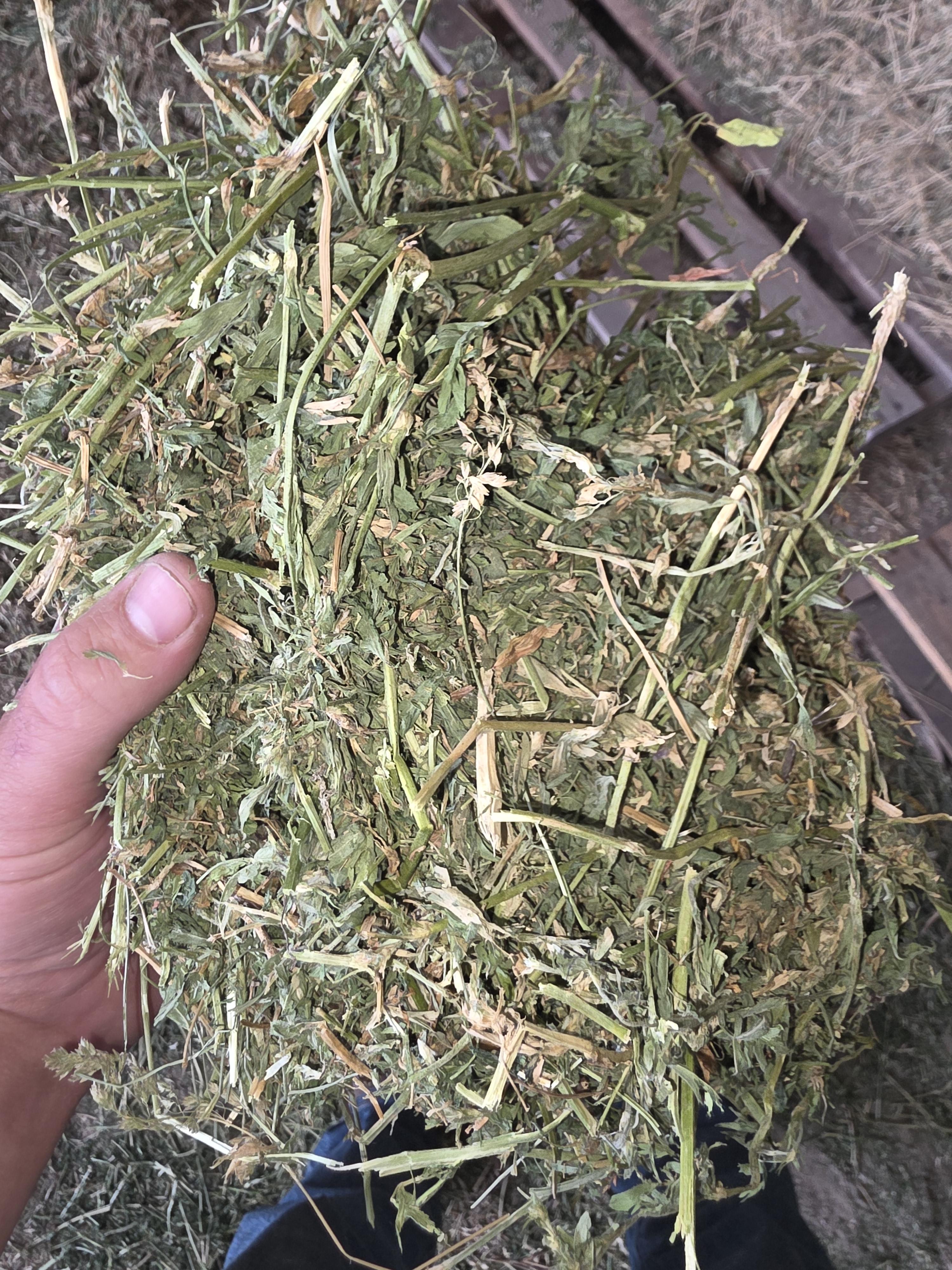 513 Small Square Alfalfa/Grass 2 String Bundles – Image 2