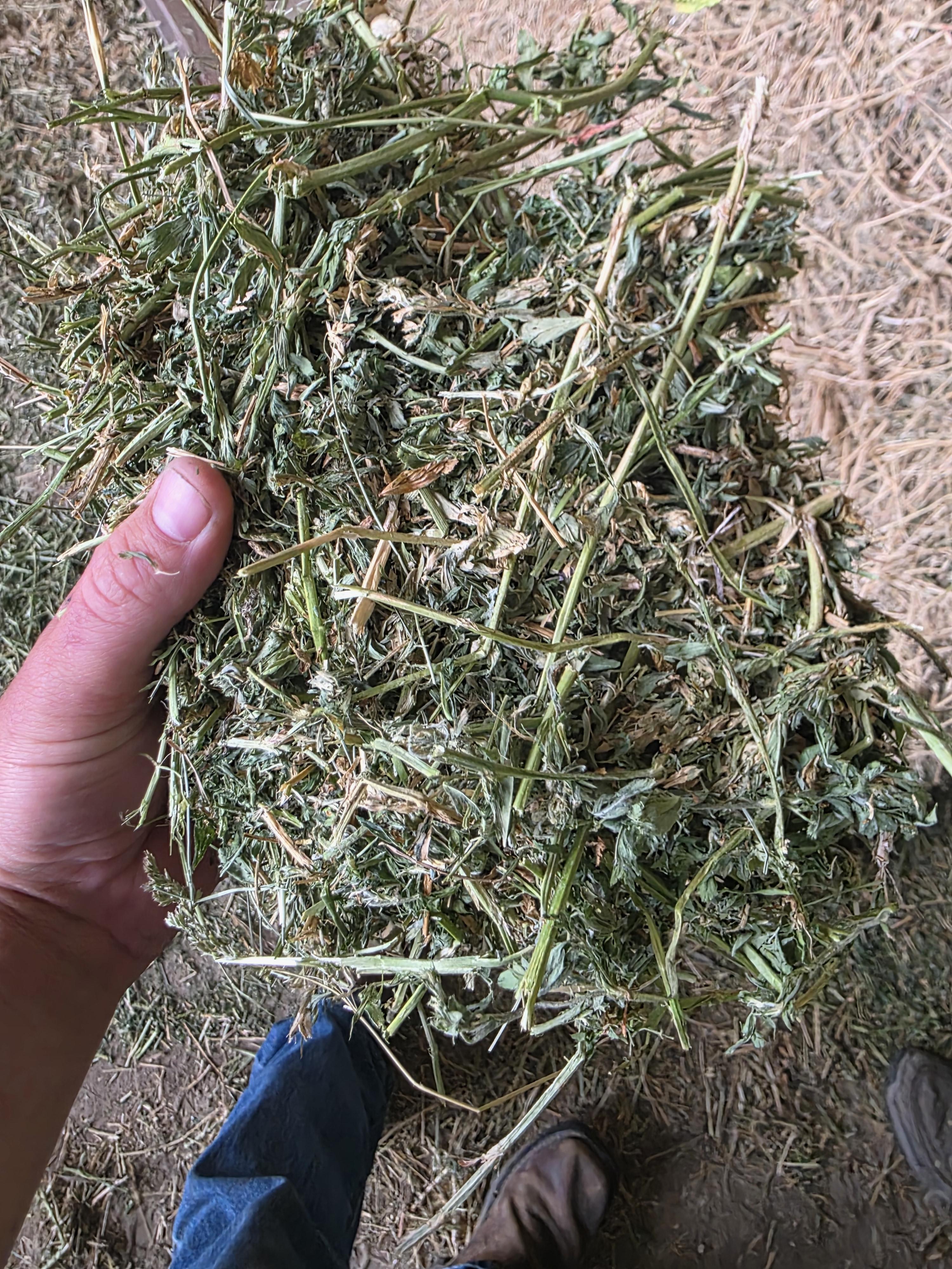 513 Small Square Alfalfa/Grass 2 String Bundles – Image 3