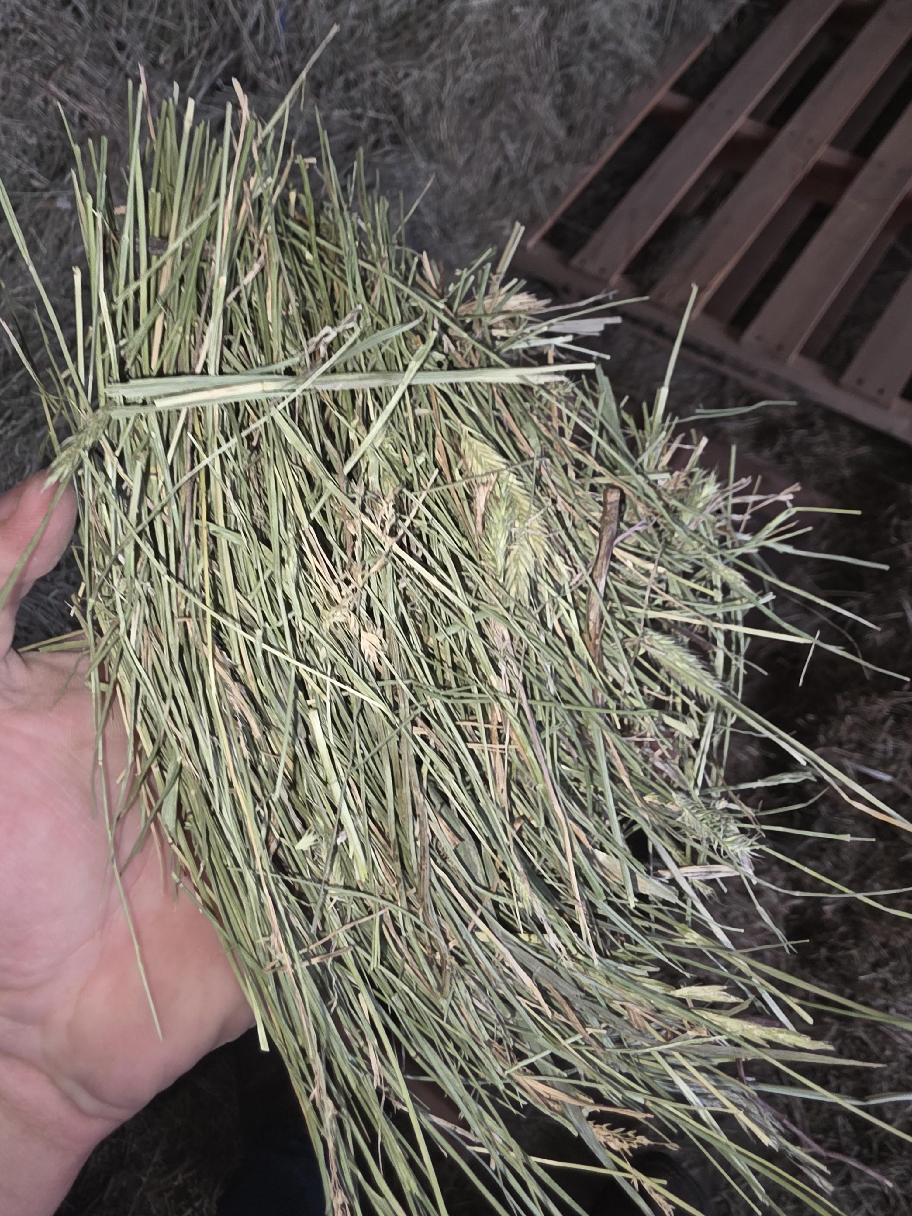 518 Small Square Light Alfalfa/Grass Mix – Image 1