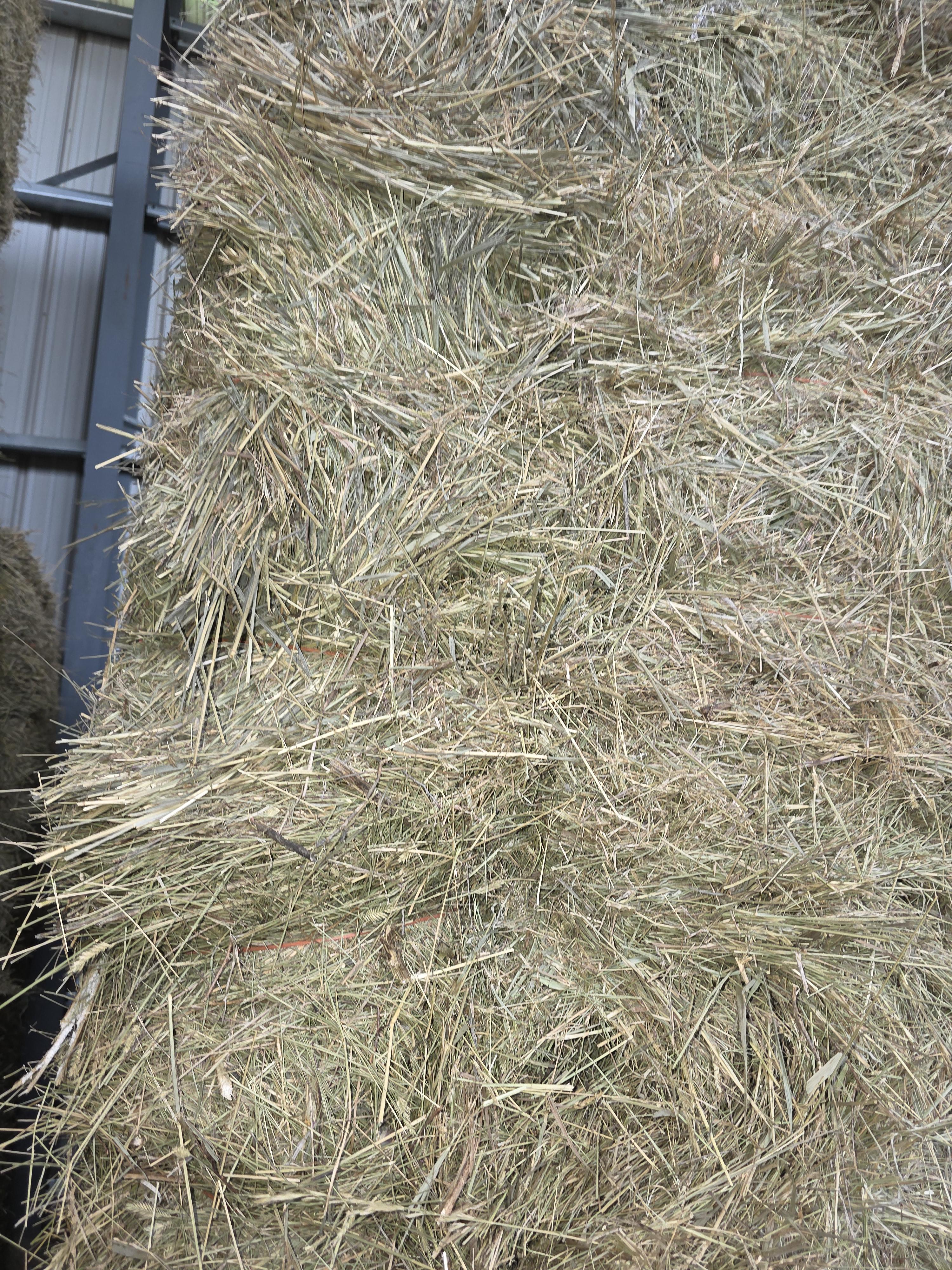 518 Small Square Light Alfalfa/Grass Mix – Image 2