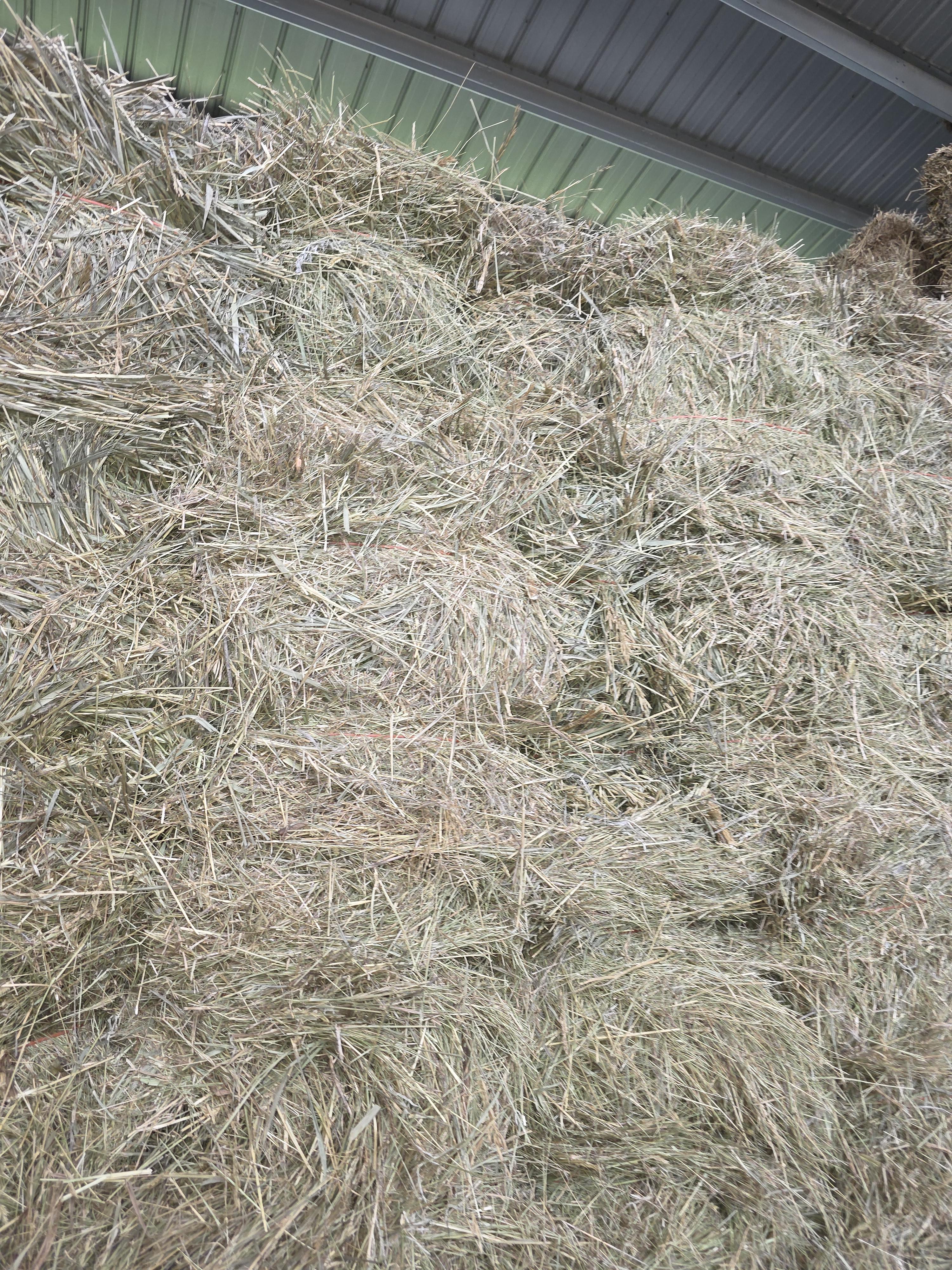 518 Small Square Light Alfalfa/Grass Mix – Image 3