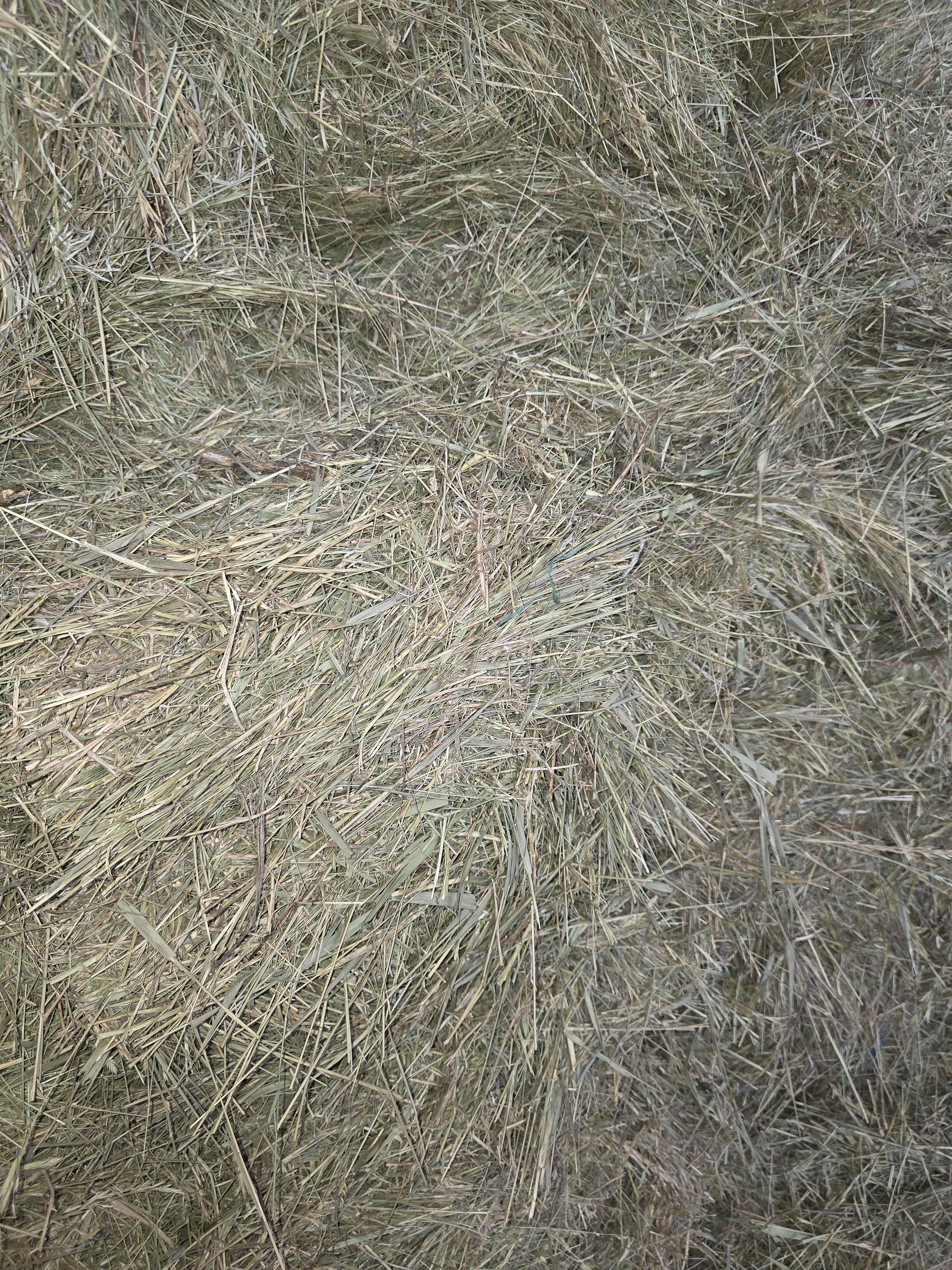 518 Small Square Light Alfalfa/Grass Mix – Image 4