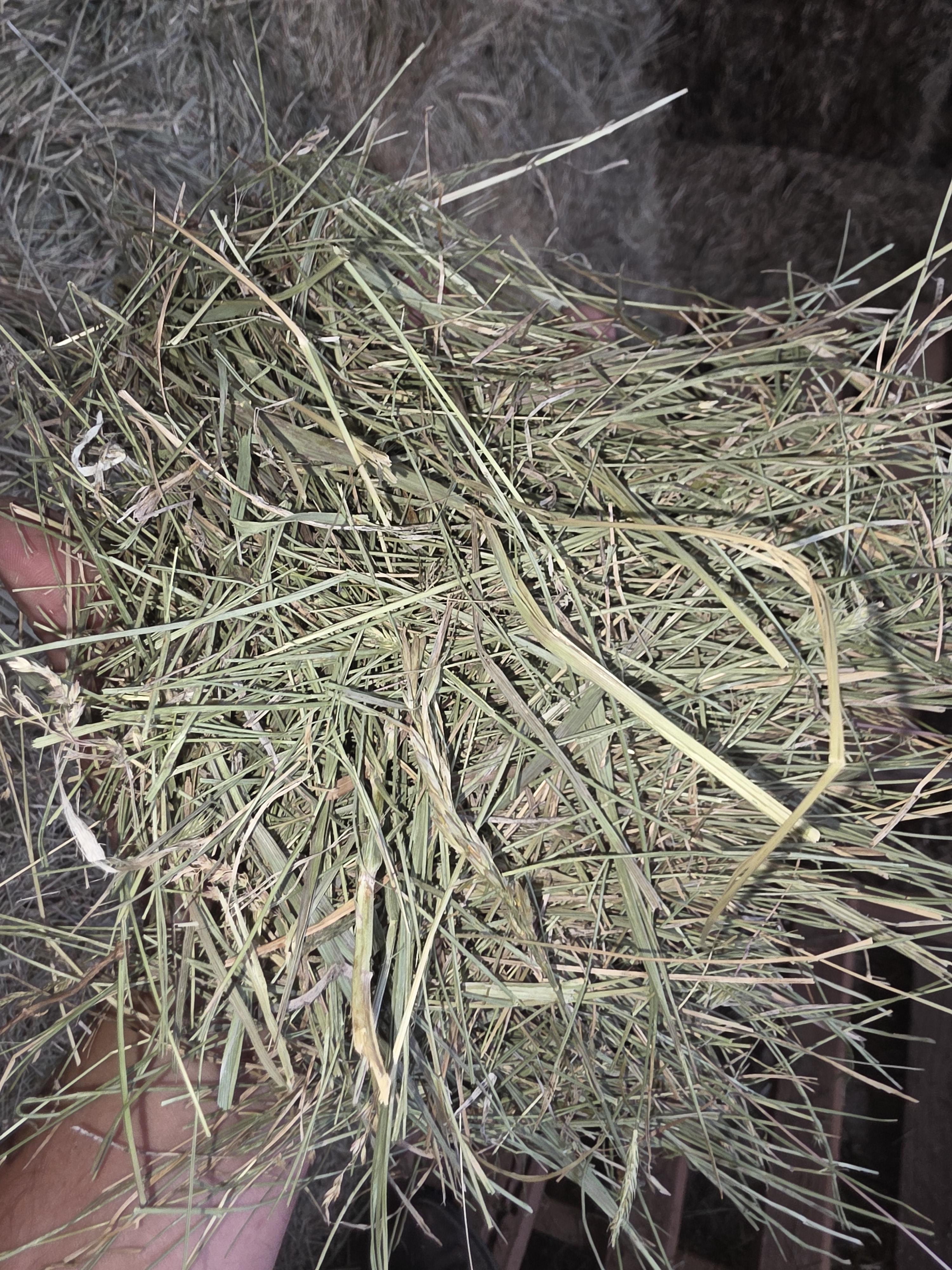 518 Small Square Light Alfalfa/Grass Mix – Image 7