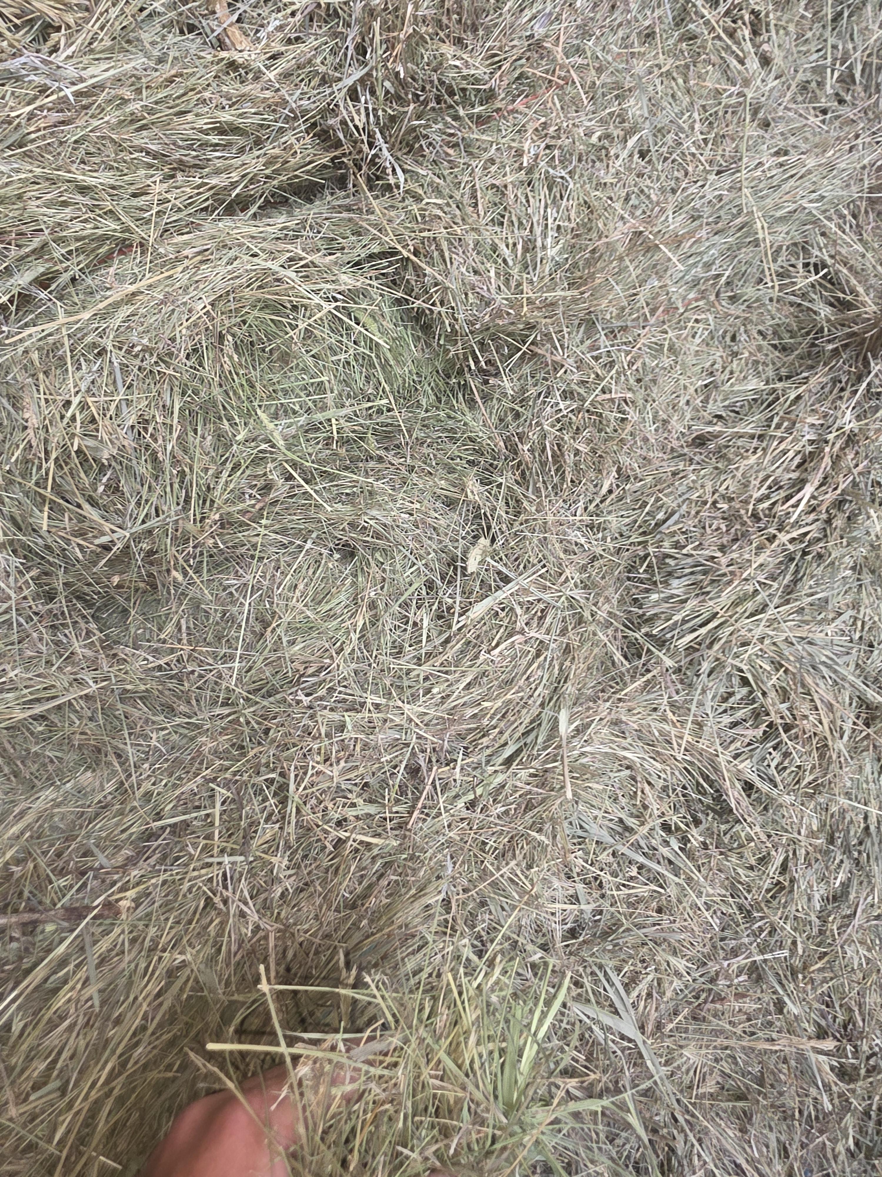 518 Small Square Light Alfalfa/Grass Mix – Image 6