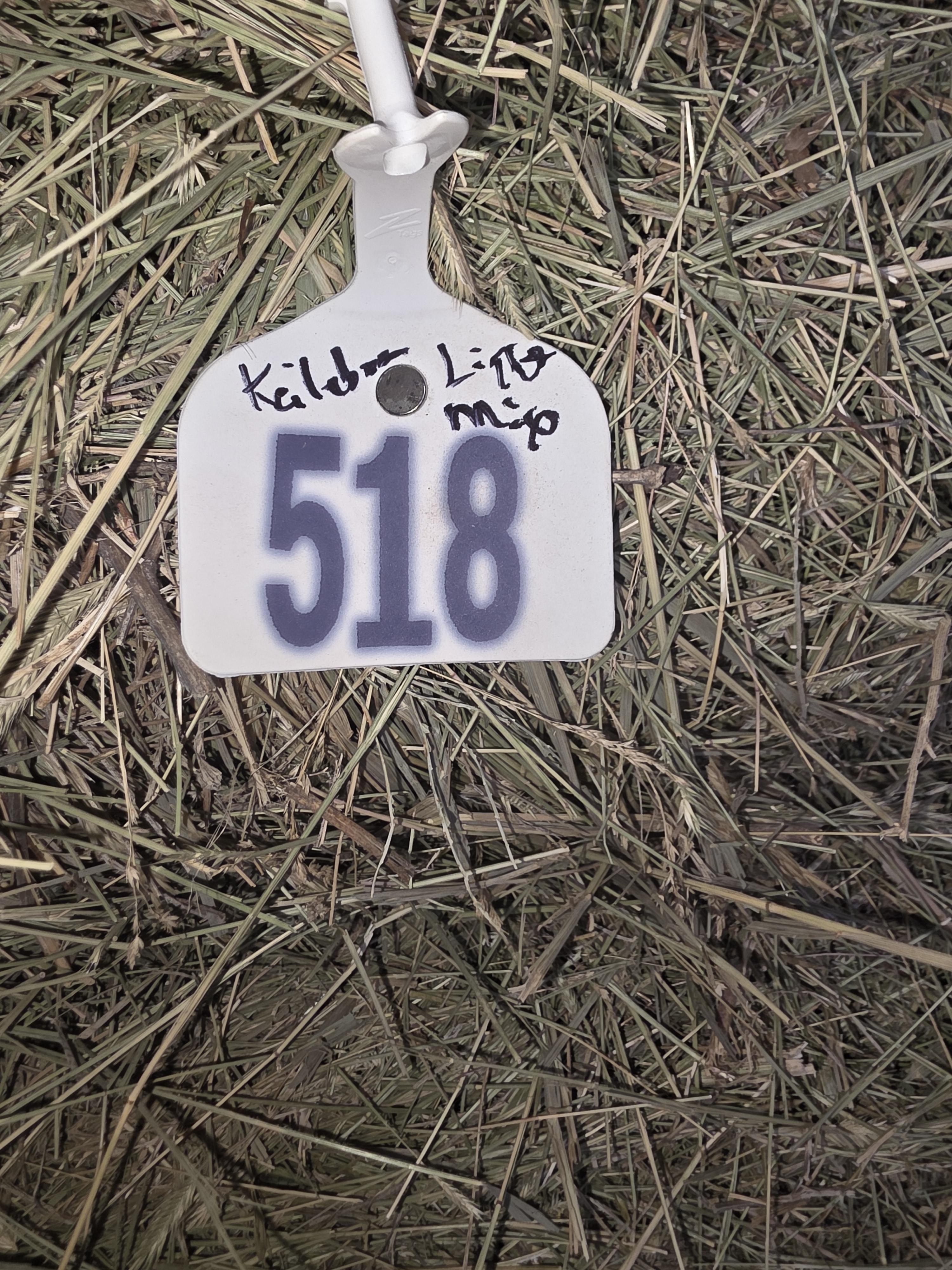 518 Small Square Light Alfalfa/Grass Mix – Image 5