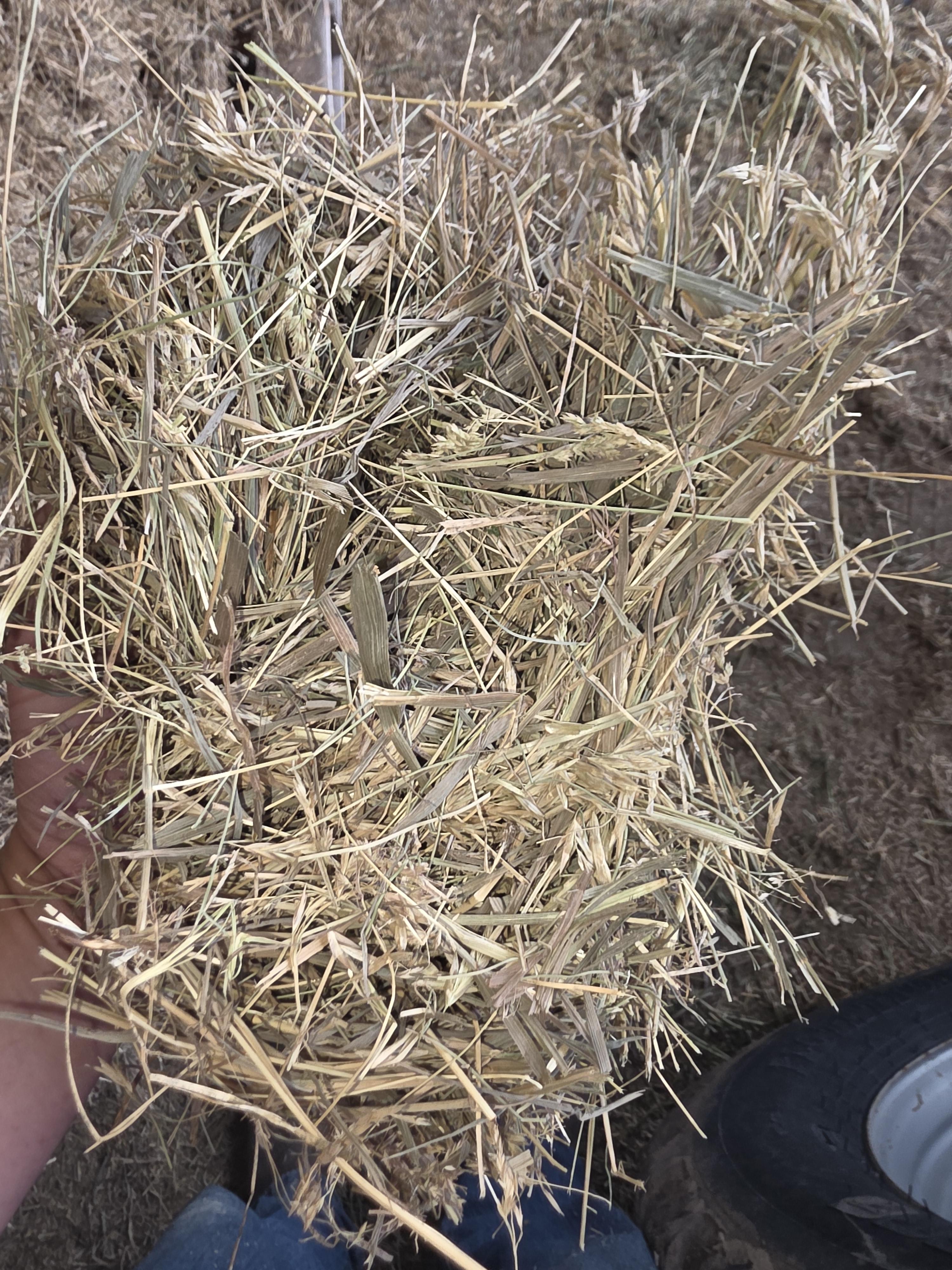 514 Small Squares Alfalfa/Grass Mix – Image 6