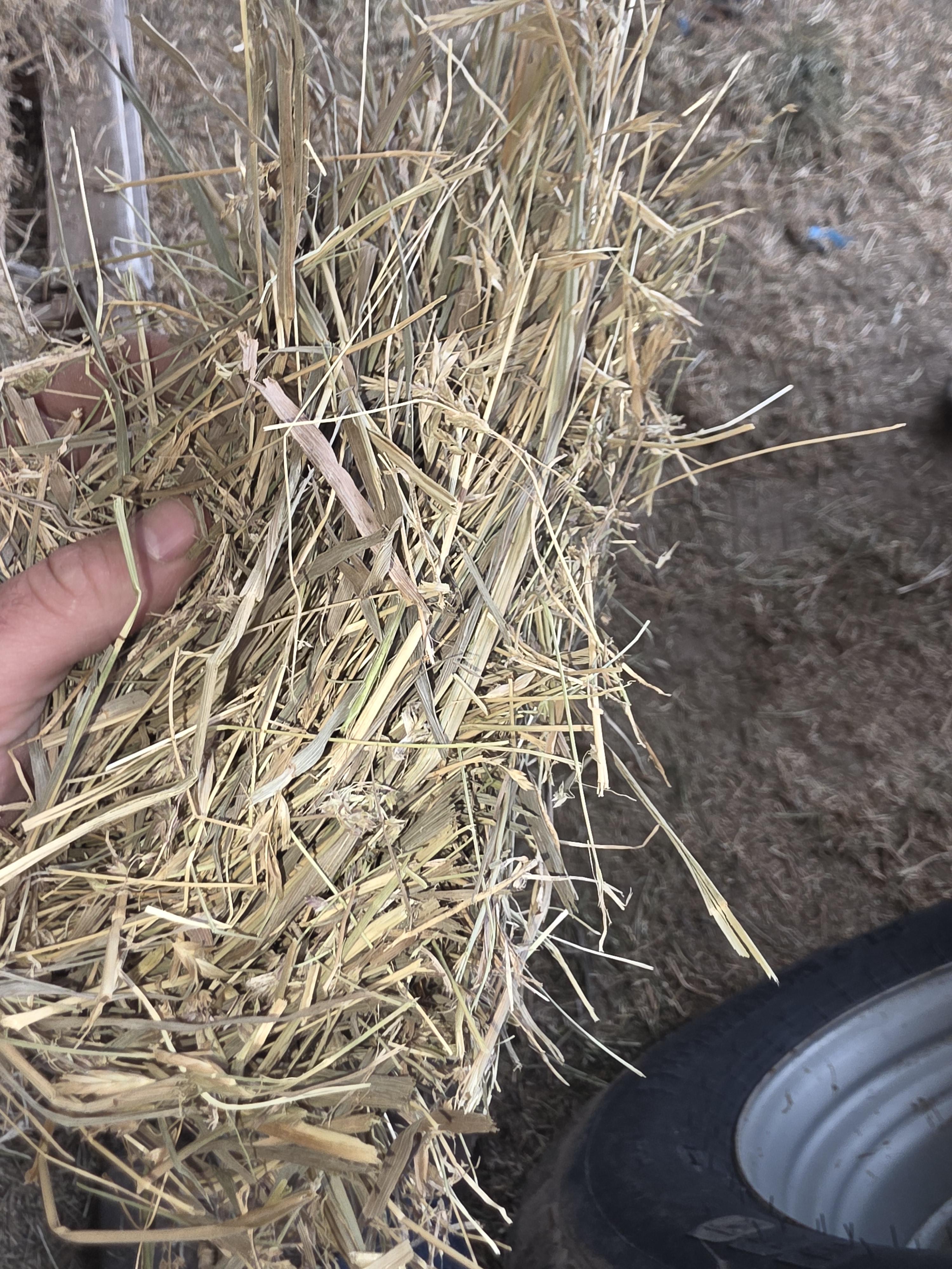 514 Small Squares Alfalfa/Grass Mix – Image 2