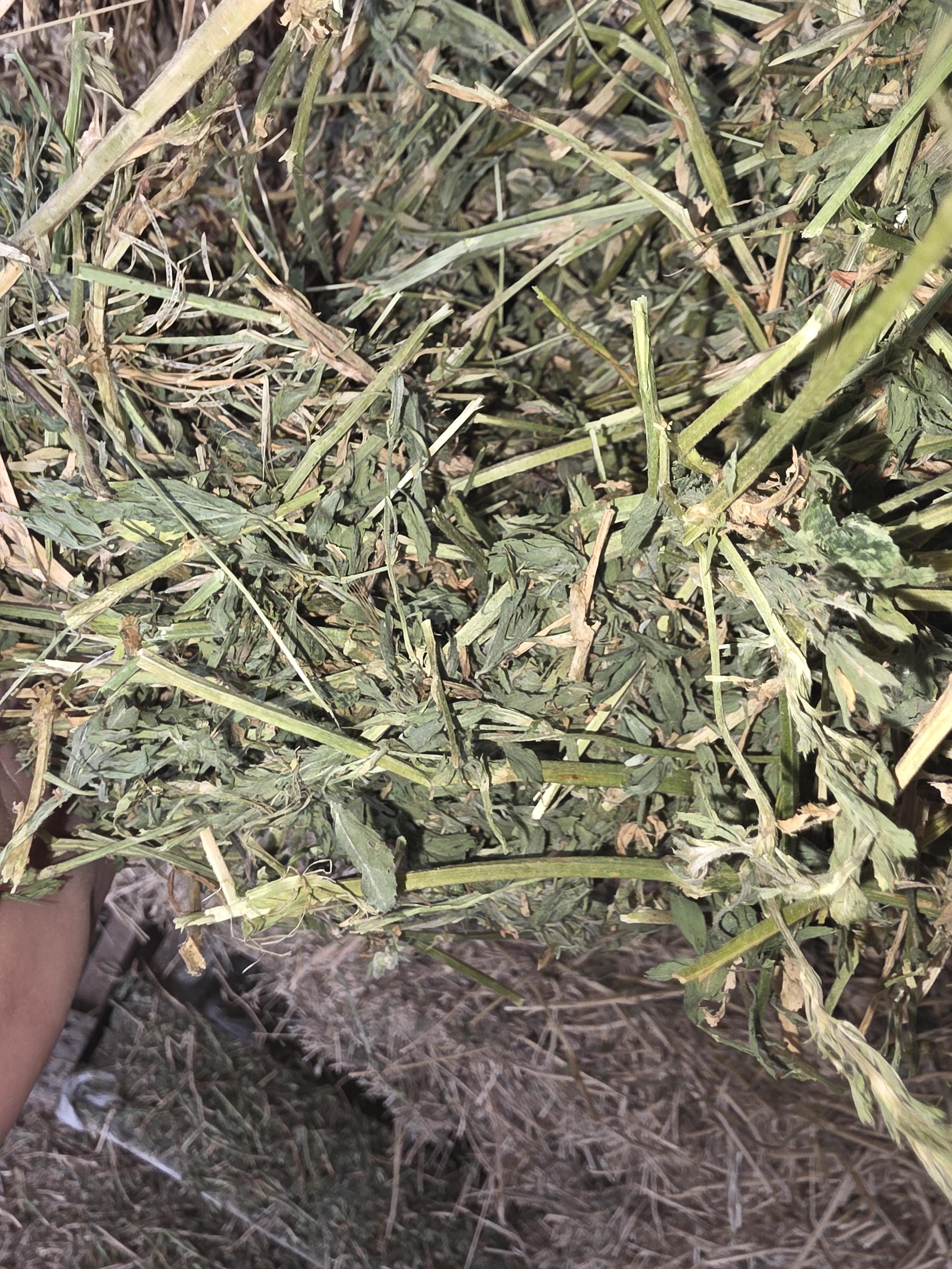 514 Small Squares Alfalfa/Grass Mix – Image 3