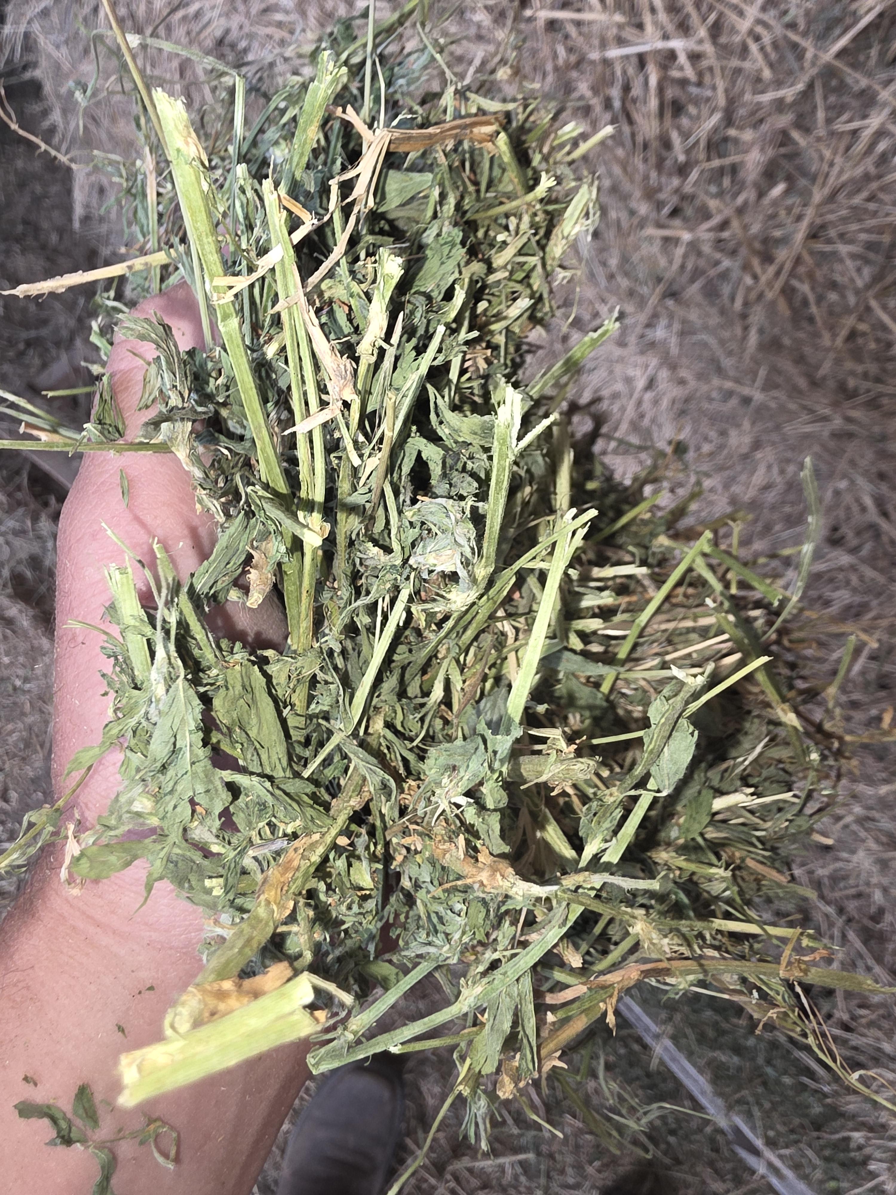 514 Small Squares Alfalfa/Grass Mix – Image 5